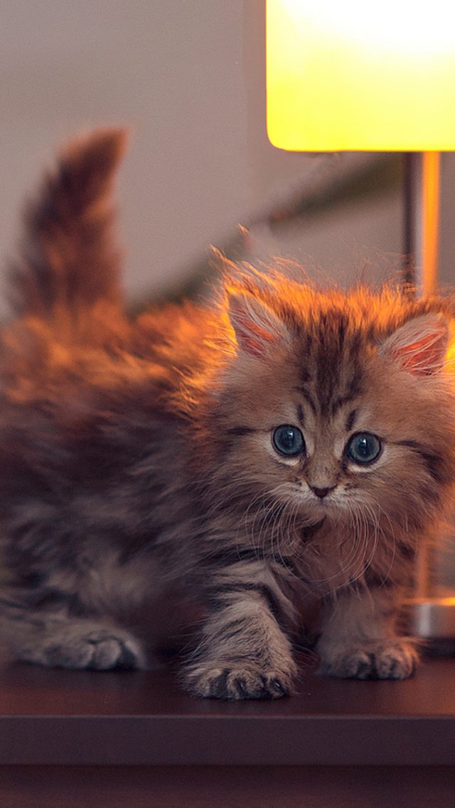 Download mobile wallpaper Cats, Cat, Kitten, Animal, Cute, Baby Animal for free.