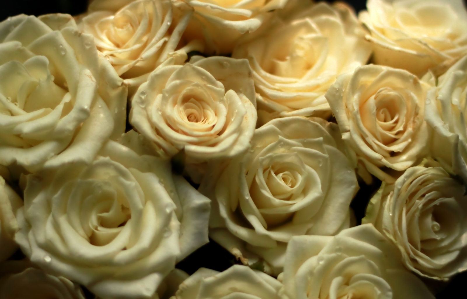 Free download wallpaper Roses, Flowers, Plants on your PC desktop