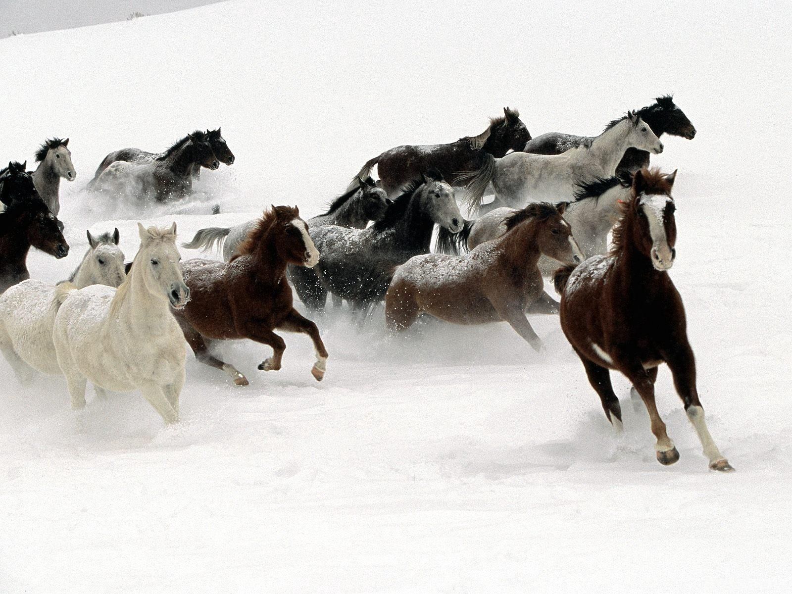 animals, horses, snow, herd, run away, run