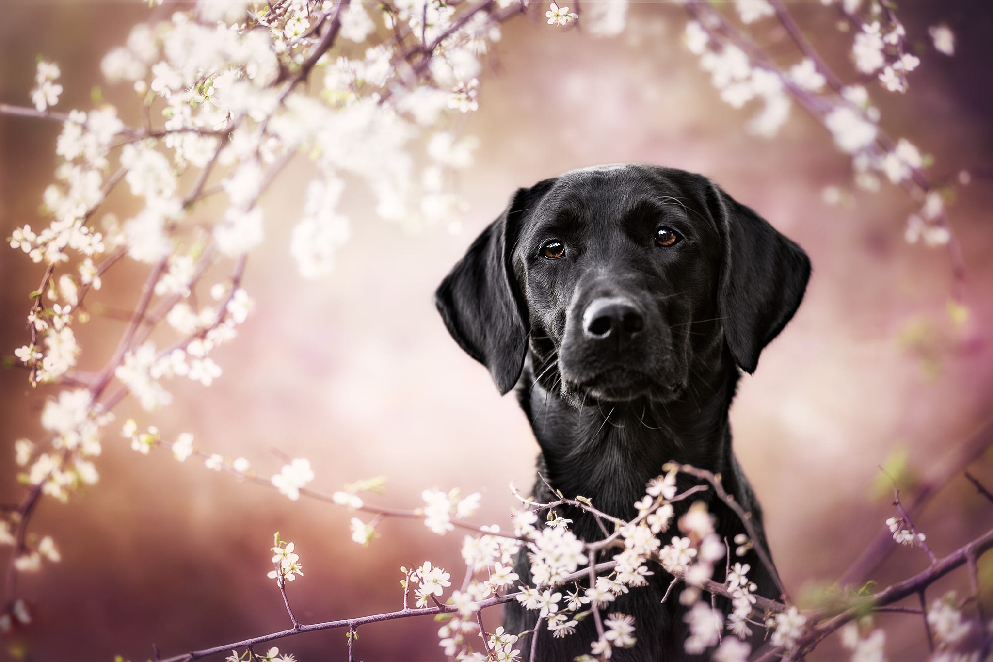 Handy-Wallpaper Tiere, Hunde, Hund, Labrador Retriever kostenlos herunterladen.