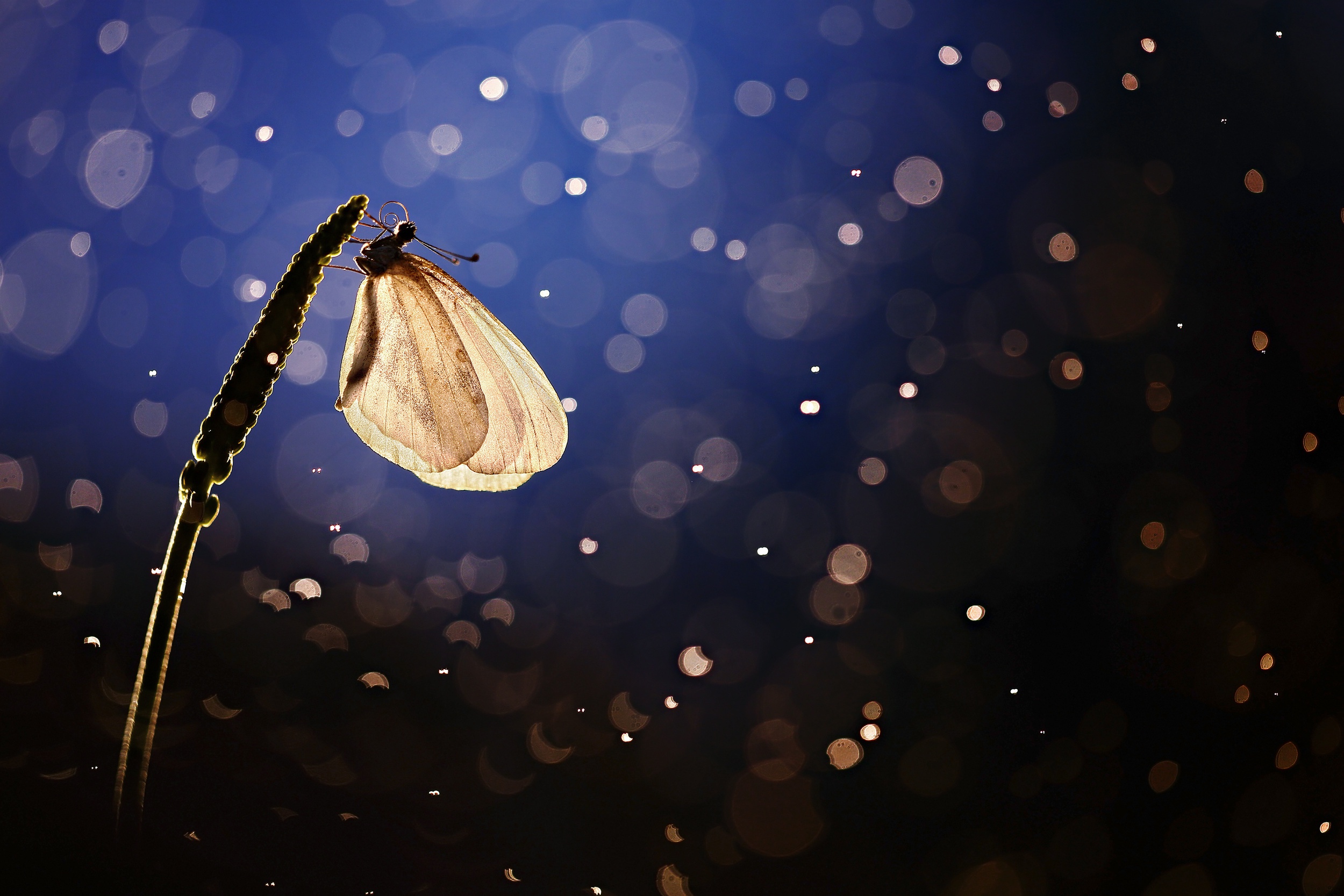 Download mobile wallpaper Macro, Insect, Butterfly, Animal, Bokeh for free.