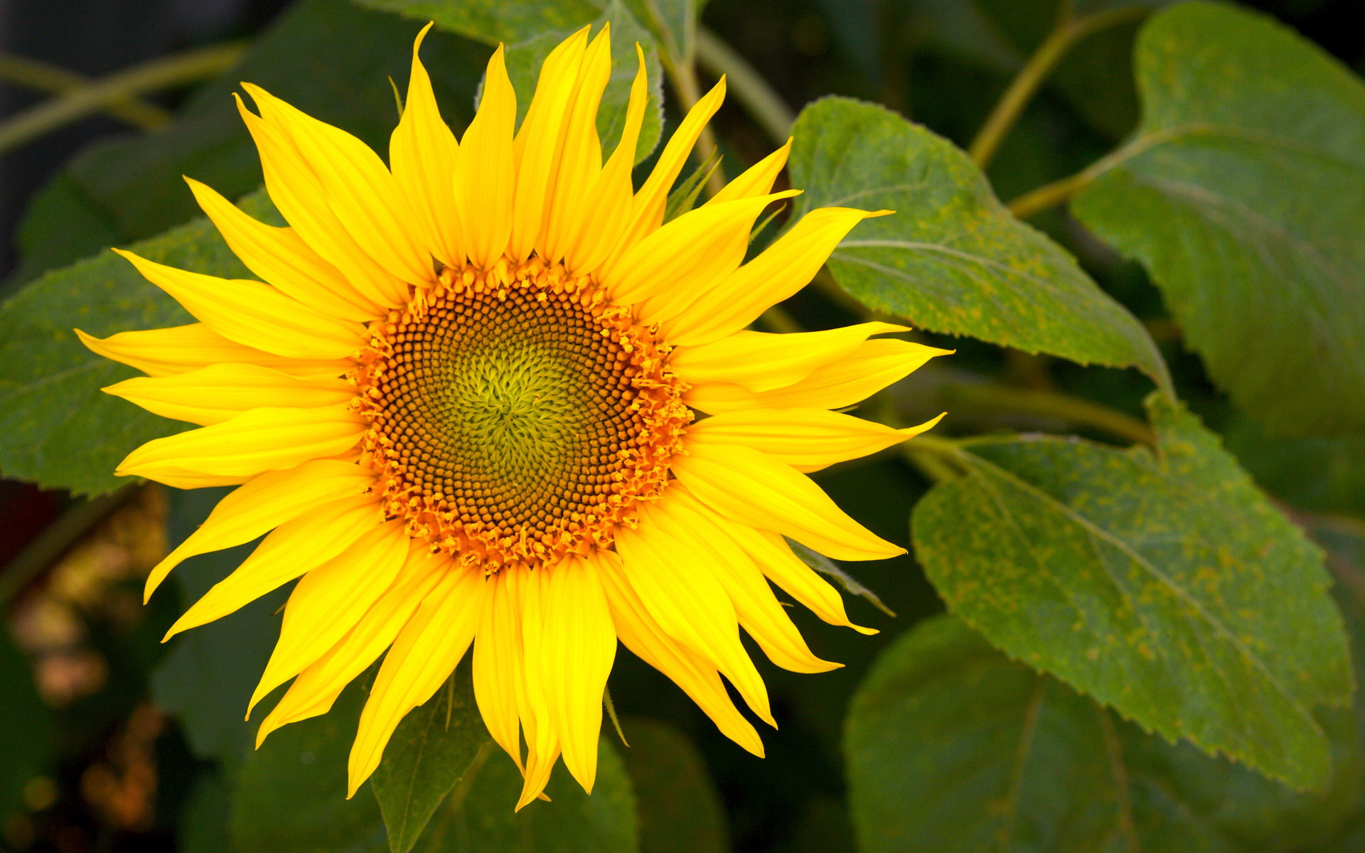 Download mobile wallpaper Flowers, Flower, Earth, Sunflower, Yellow Flower for free.