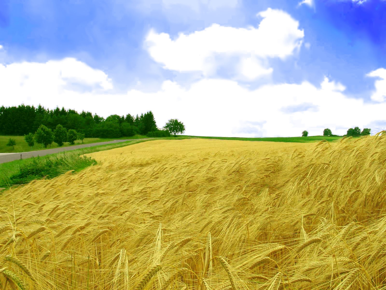 Handy-Wallpaper Natur, Weizen, Feld, Wolke, Erde/natur kostenlos herunterladen.