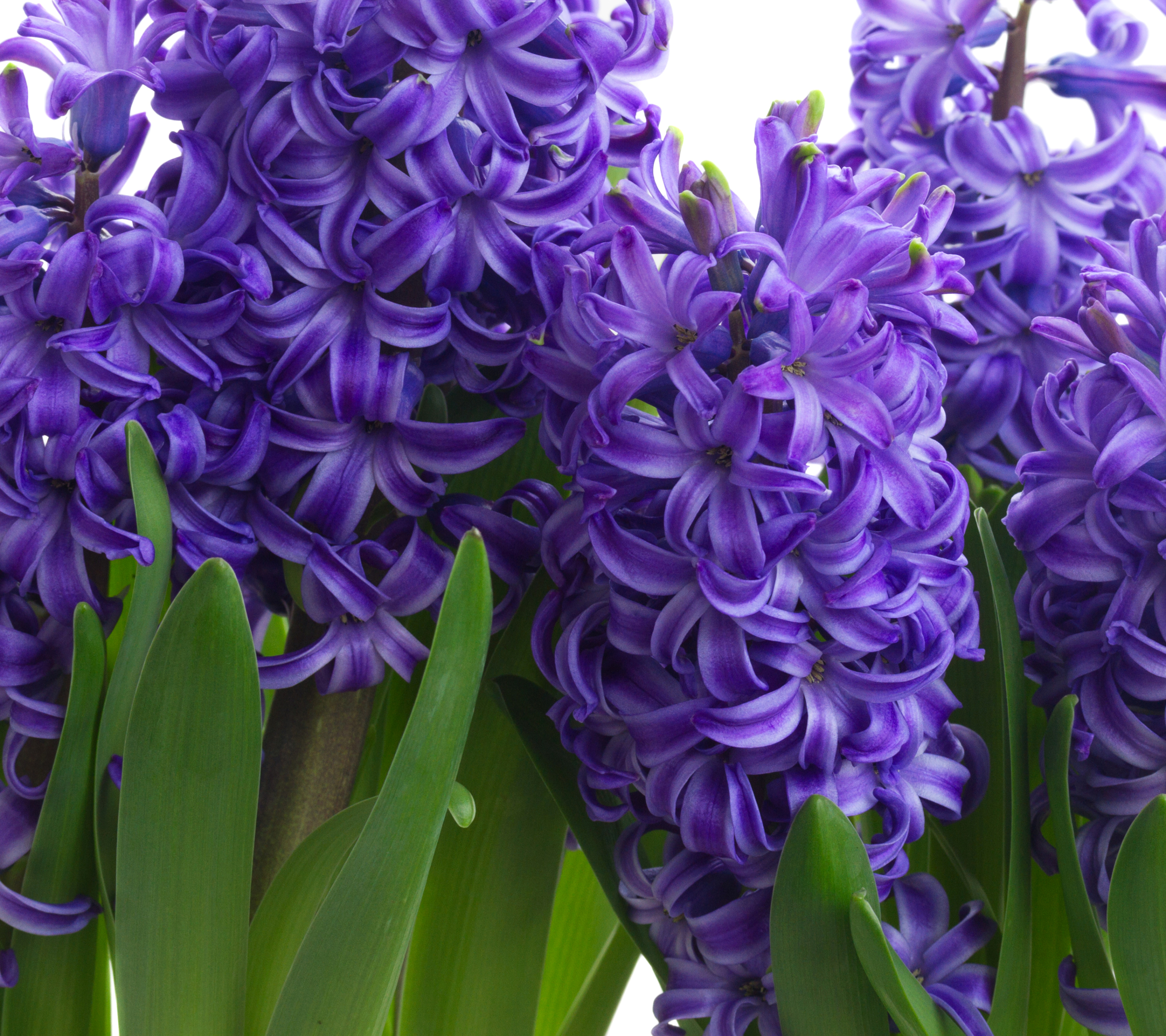 Free download wallpaper Nature, Flowers, Hyacinth, Flower, Close Up, Earth, Purple Flower on your PC desktop