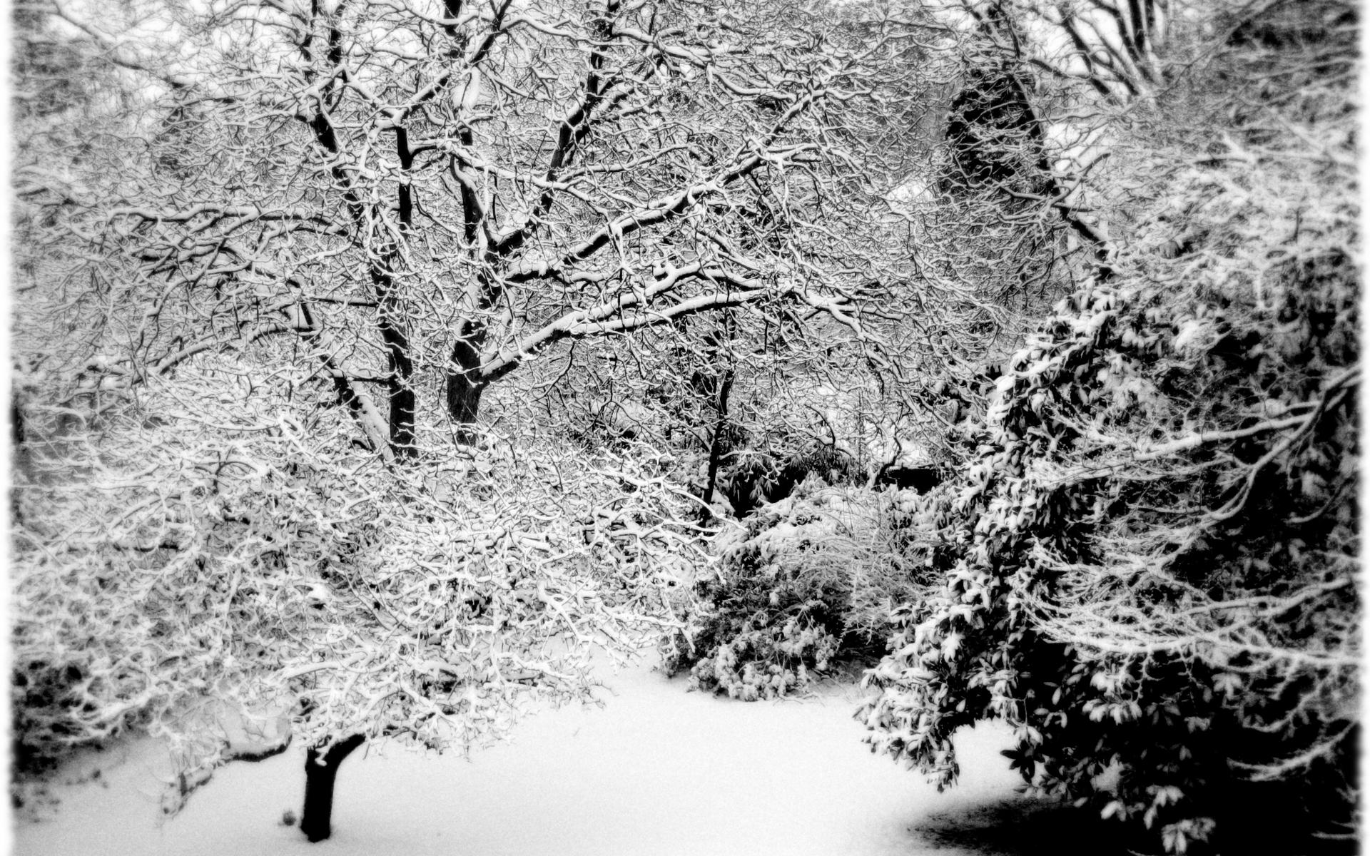 Download mobile wallpaper Winter, Snow, Tree, Photography for free.
