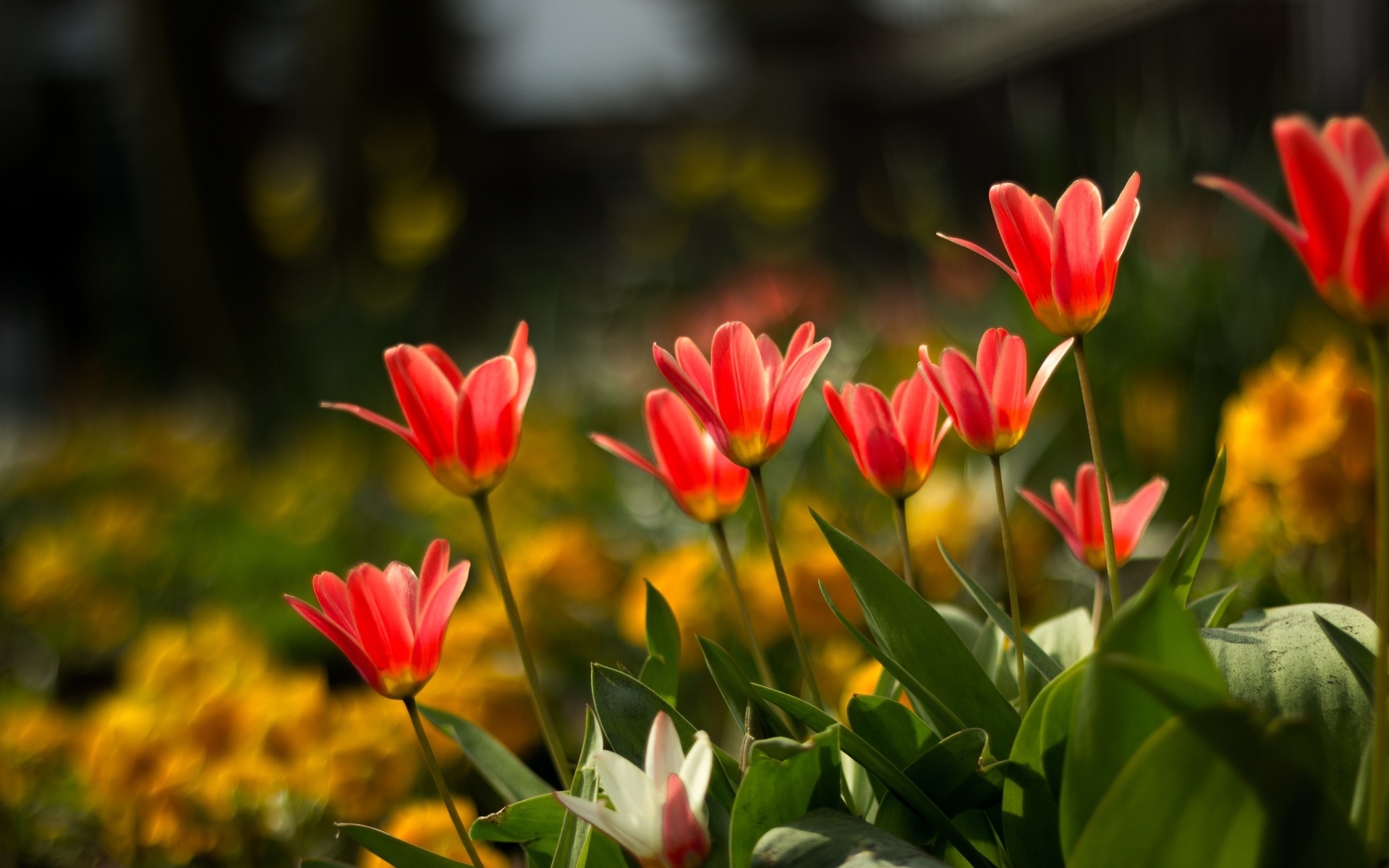 Téléchargez gratuitement l'image Fleurs, Fleur, Terre/nature sur le bureau de votre PC