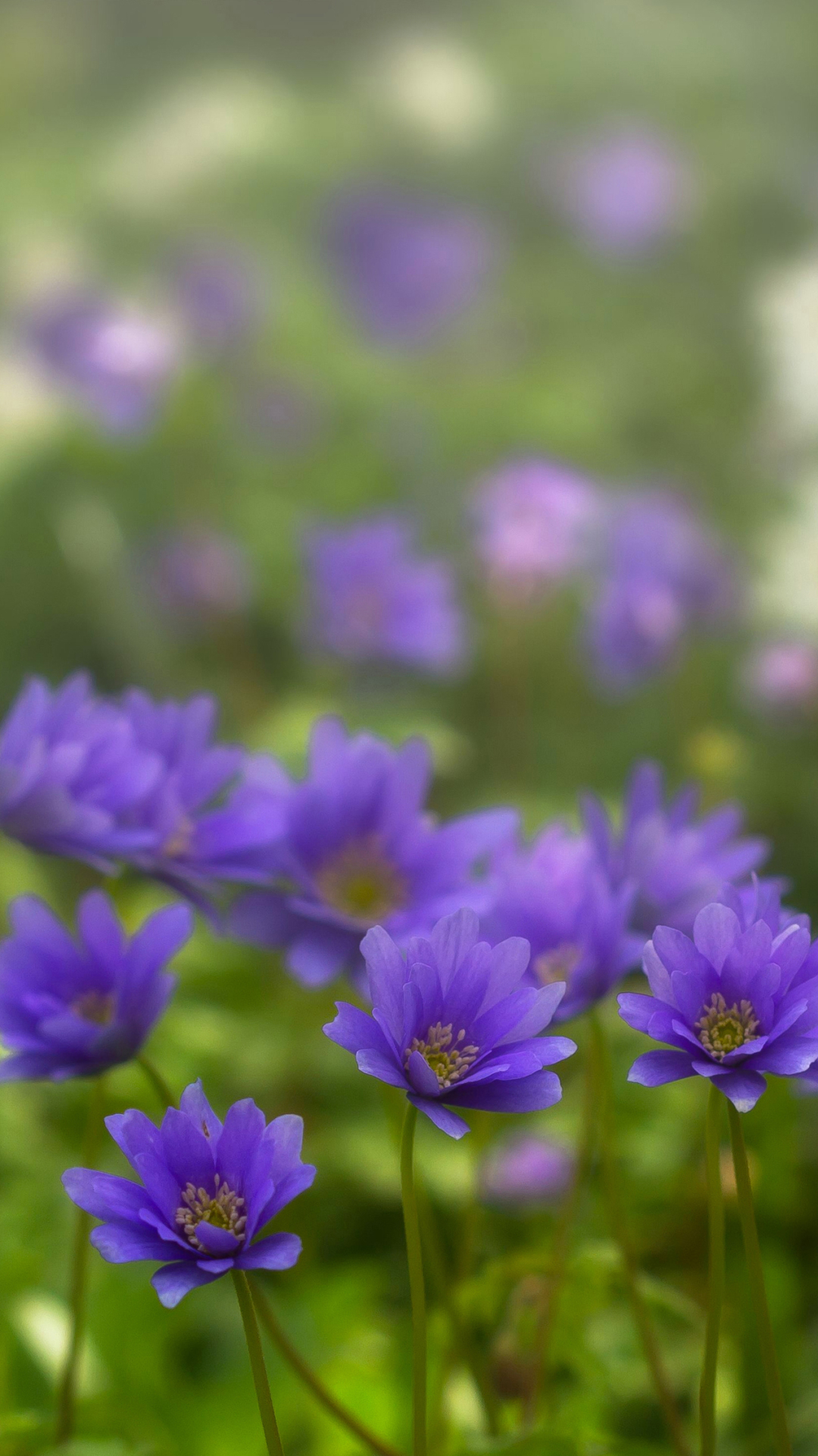 無料モバイル壁紙自然, フラワーズ, 花, 地球, ぼかし, 春, アネモネ, 紫色の花をダウンロードします。