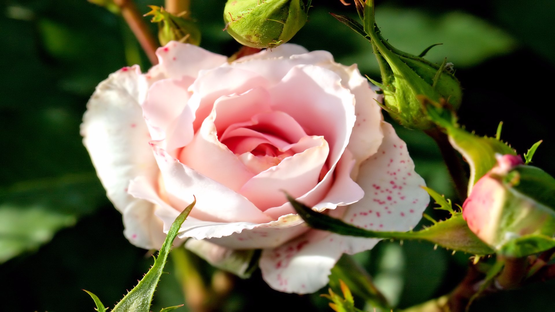 Baixe gratuitamente a imagem Flores, Rosa, Terra/natureza na área de trabalho do seu PC