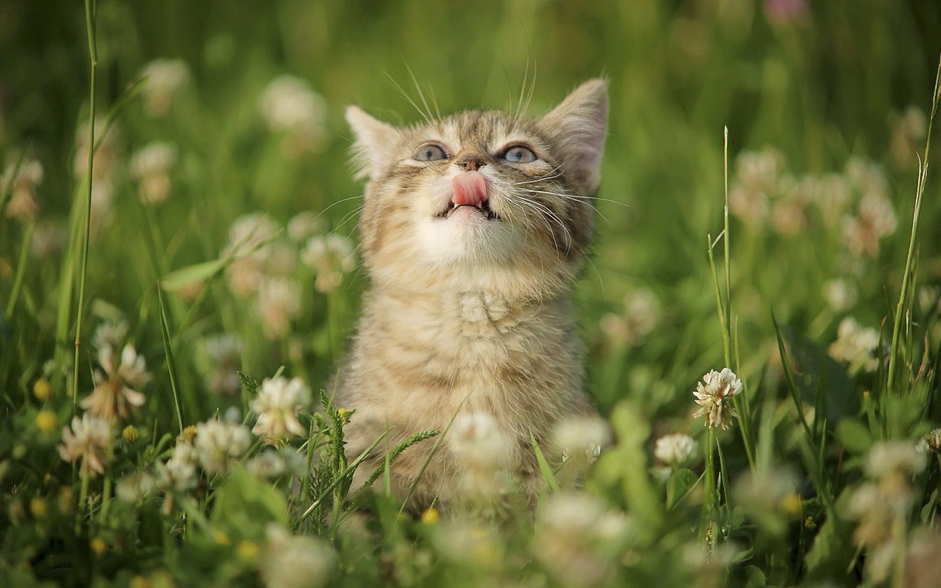 animals, grass, kitty, kitten, language, tongue, lick your lips, licking, curiosity