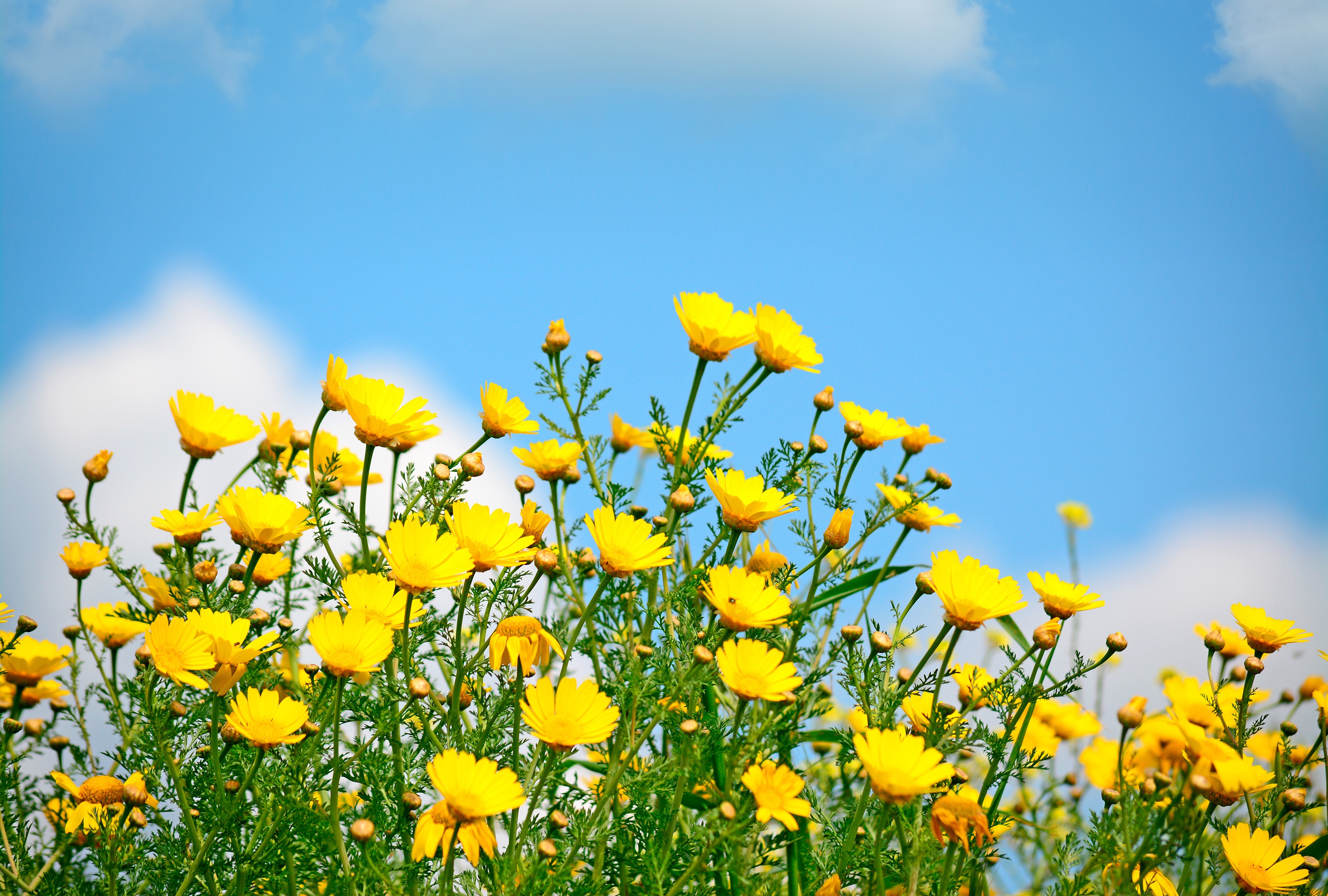 Téléchargez gratuitement l'image Fleurs, Fleur, Printemps, Fleur Jaune, Fleur Sauvage, Terre/nature sur le bureau de votre PC