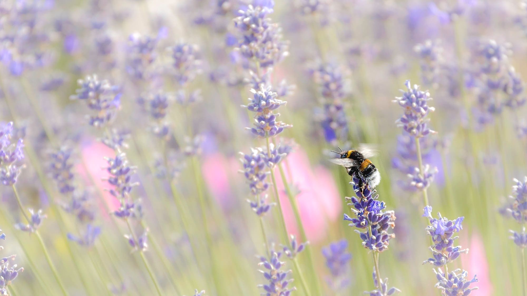 無料モバイル壁紙動物, 昆虫, 花, 大きい, 蜂, 虫, 紫色の花をダウンロードします。