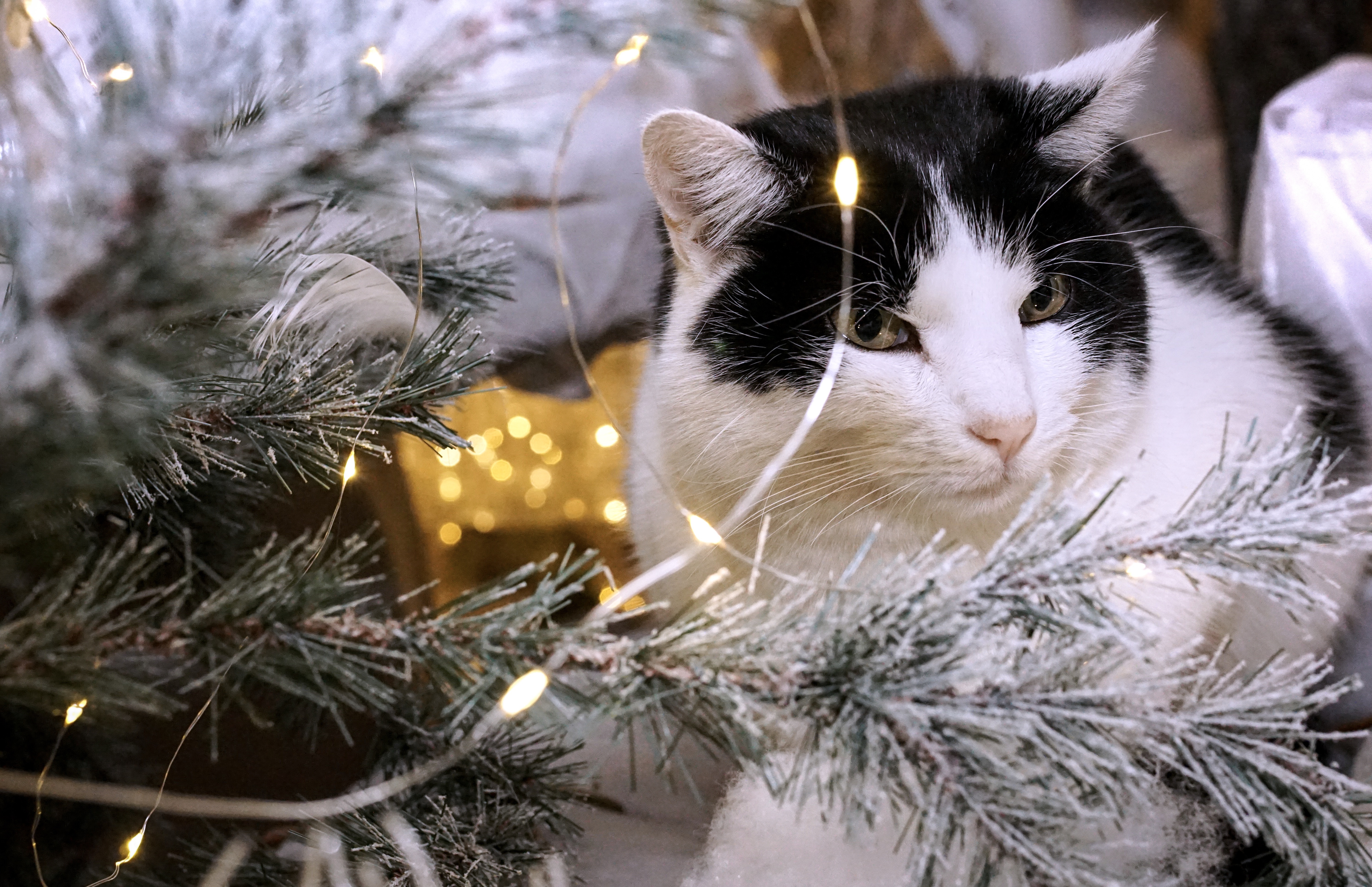 Handy-Wallpaper Tiere, Katzen, Weihnachten, Lichter, Katze kostenlos herunterladen.