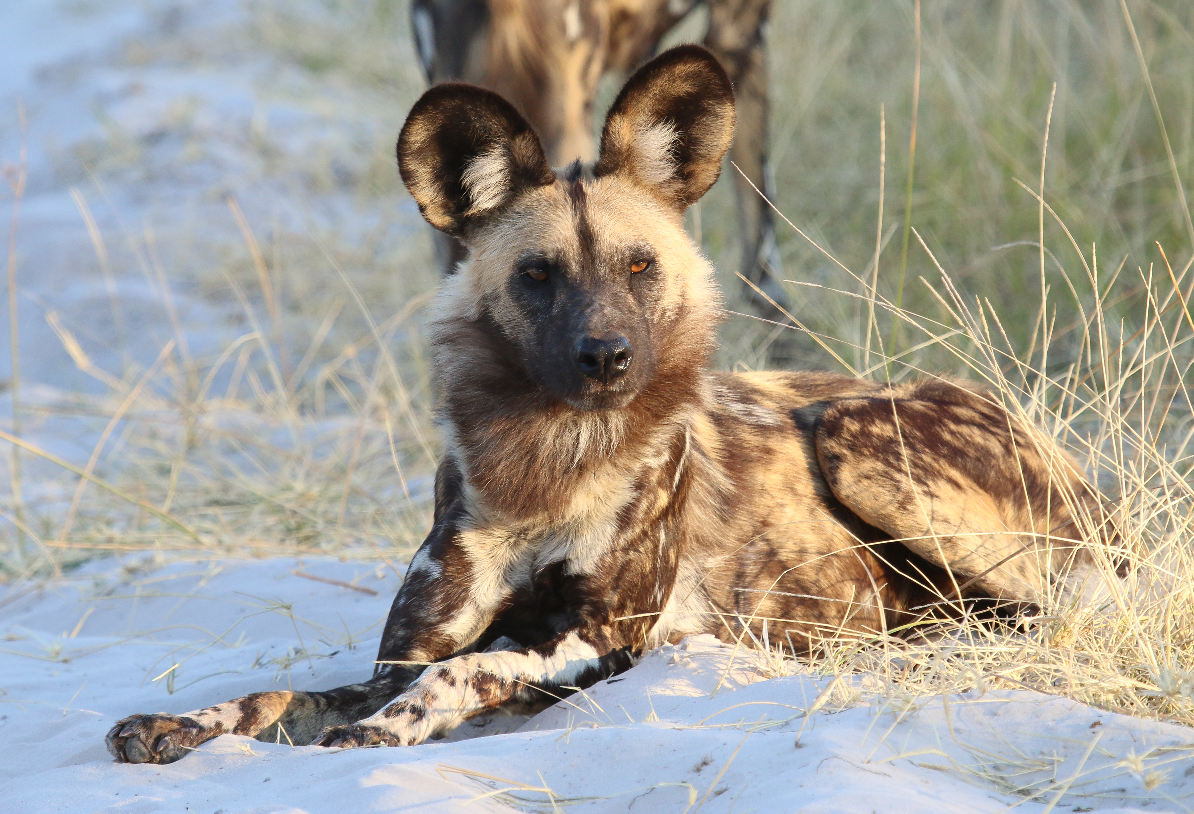 hyena, animals, predator, animal