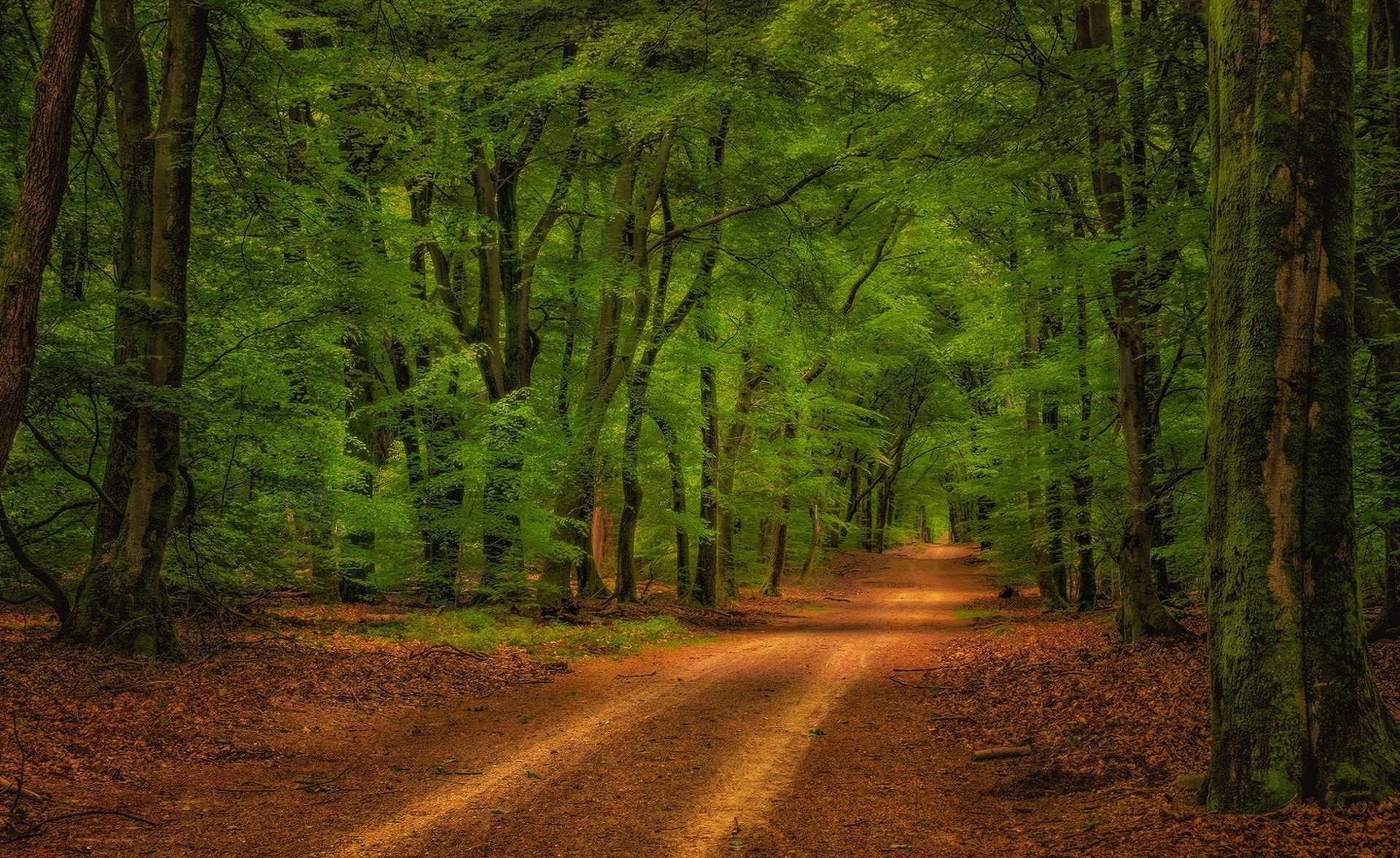 Free download wallpaper Nature, Forest, Earth, Path on your PC desktop