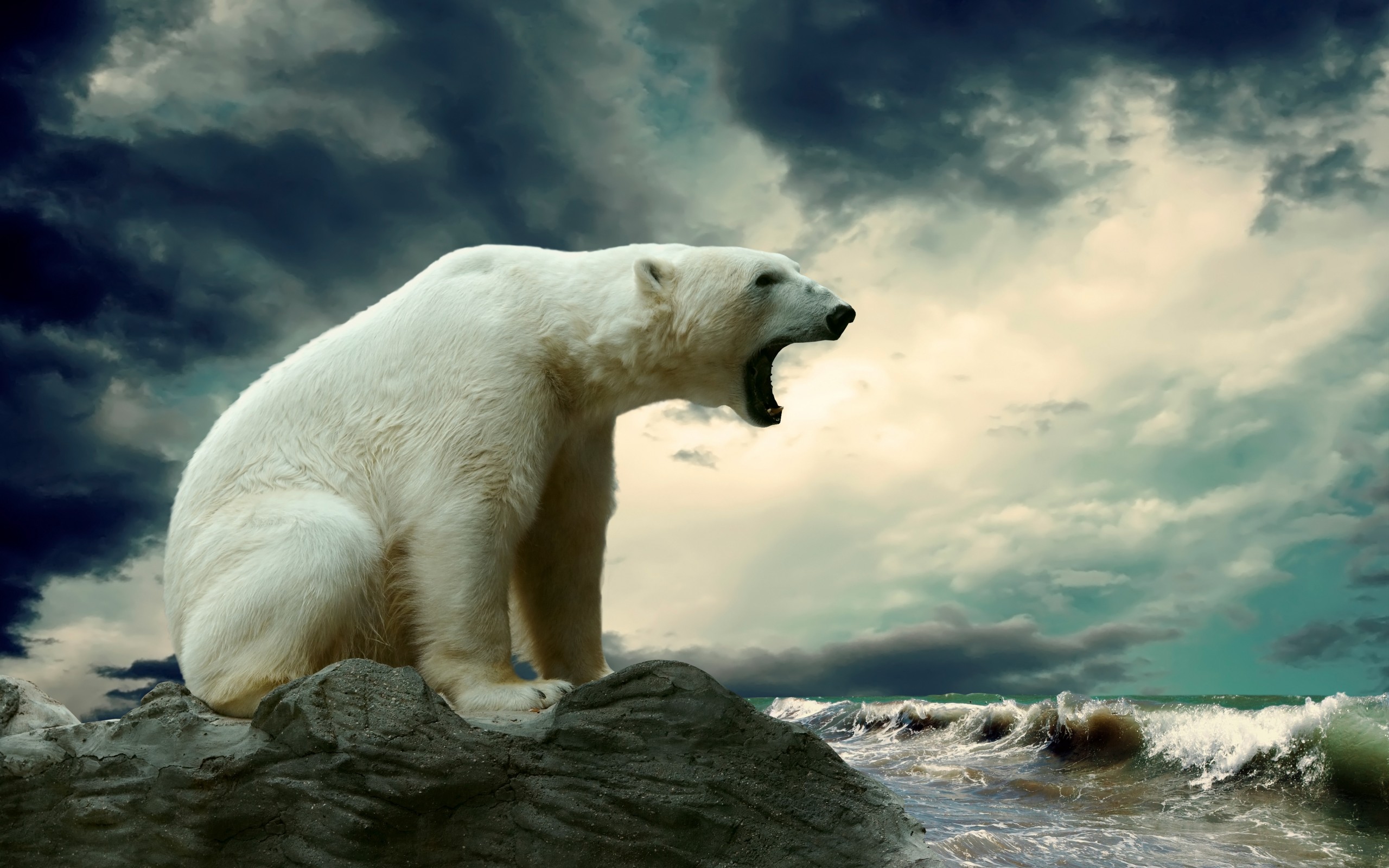 Free download wallpaper Animal, Polar Bear on your PC desktop