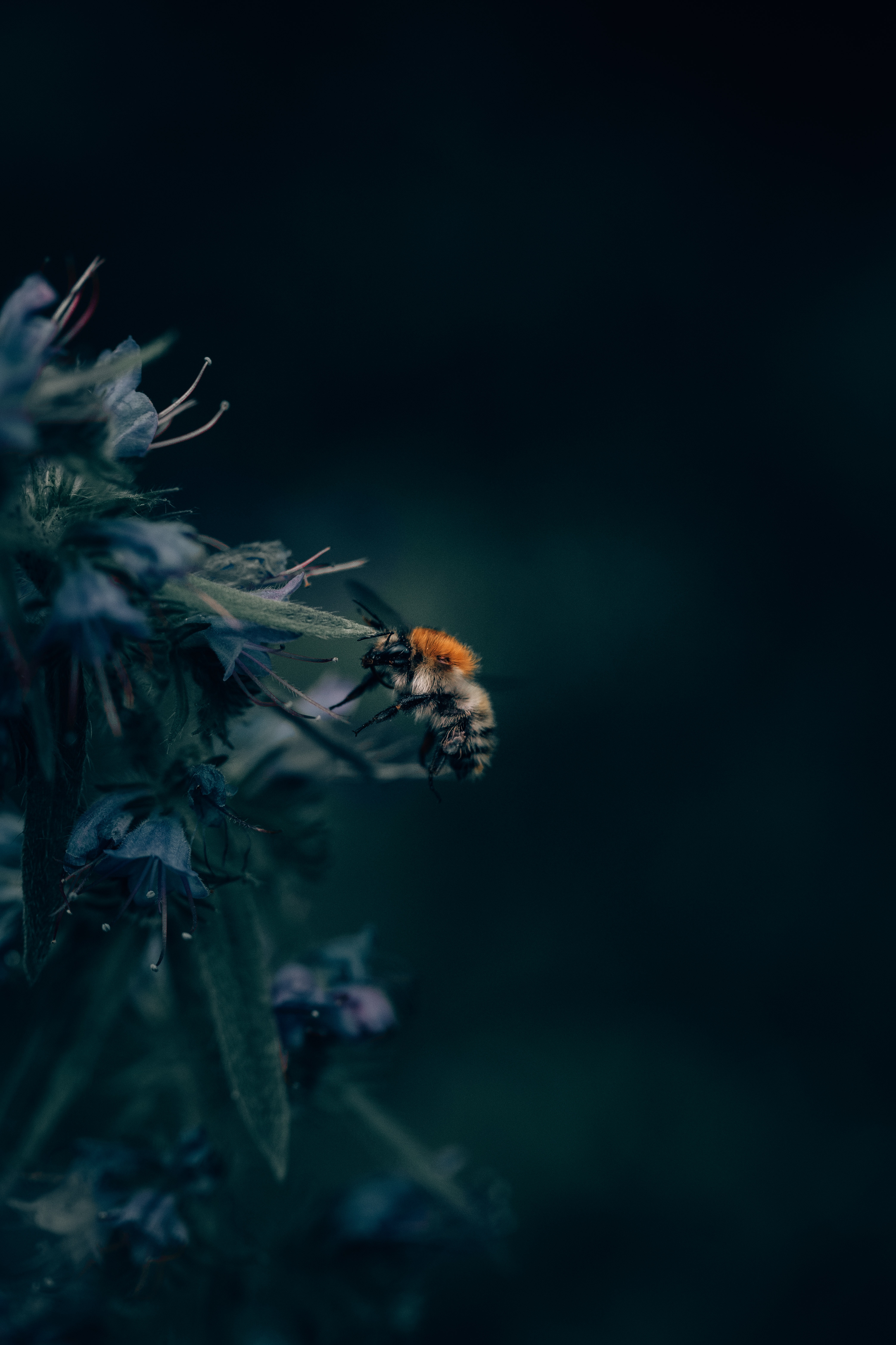 97895 baixar imagens flor, macro, fechar se, close up, inseto, abelha, abelhão - papéis de parede e protetores de tela gratuitamente