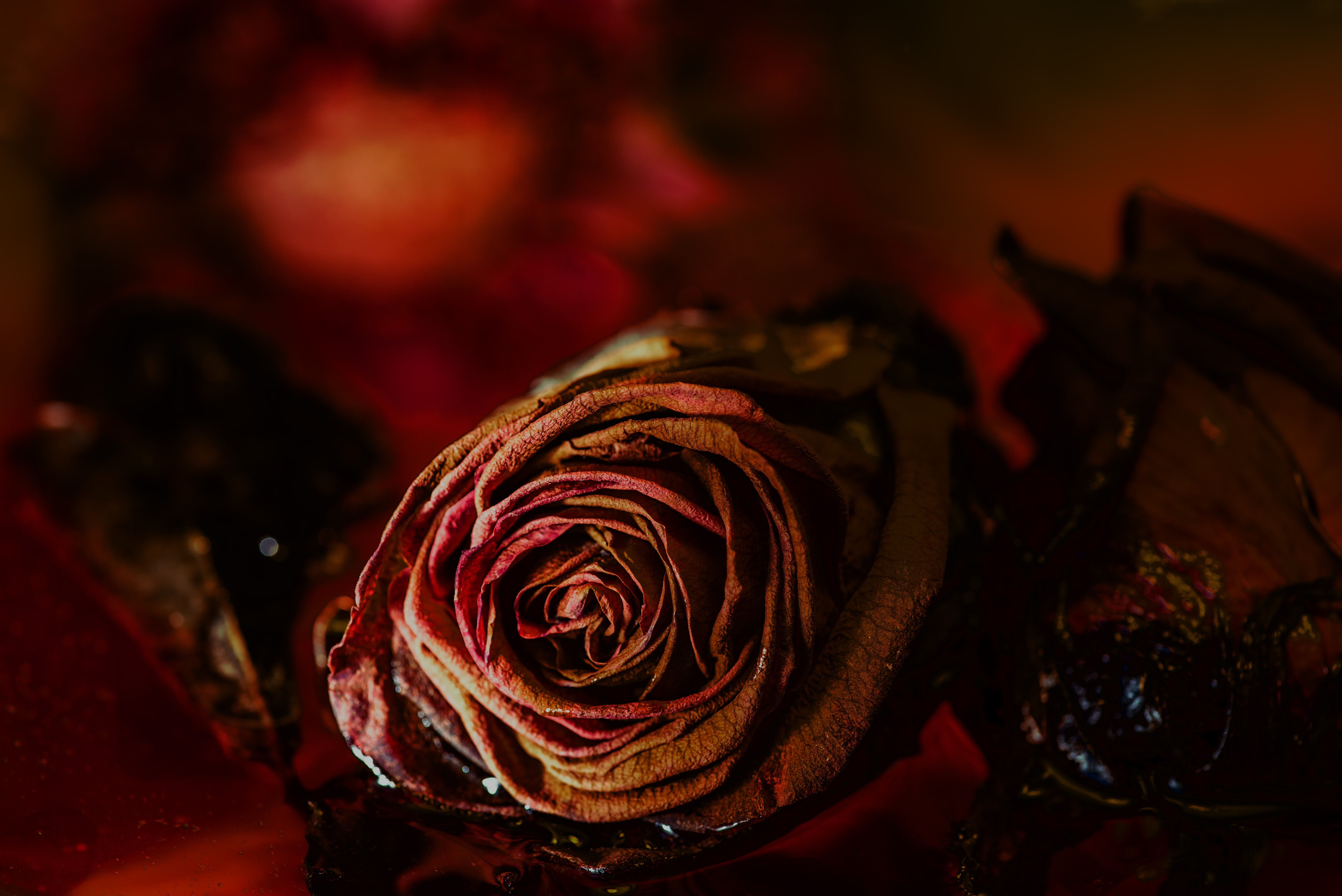 Laden Sie das Makro, Rose, Knospe, Bud, Trocken, Blume-Bild kostenlos auf Ihren PC-Desktop herunter