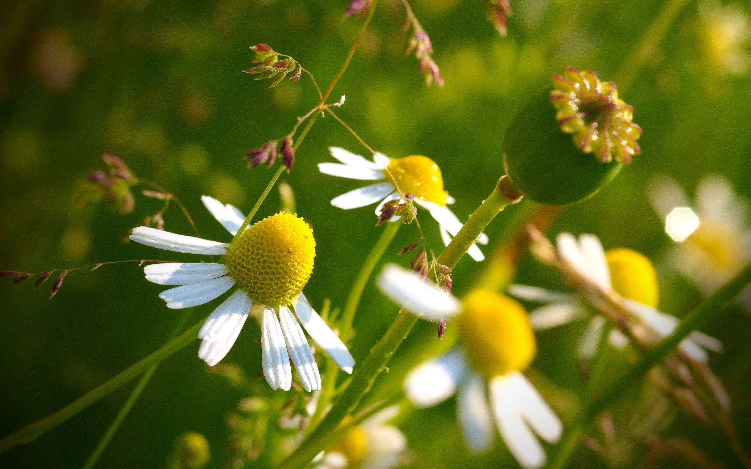 Download mobile wallpaper Macro, Chamomile, Flowers, Camomile for free.