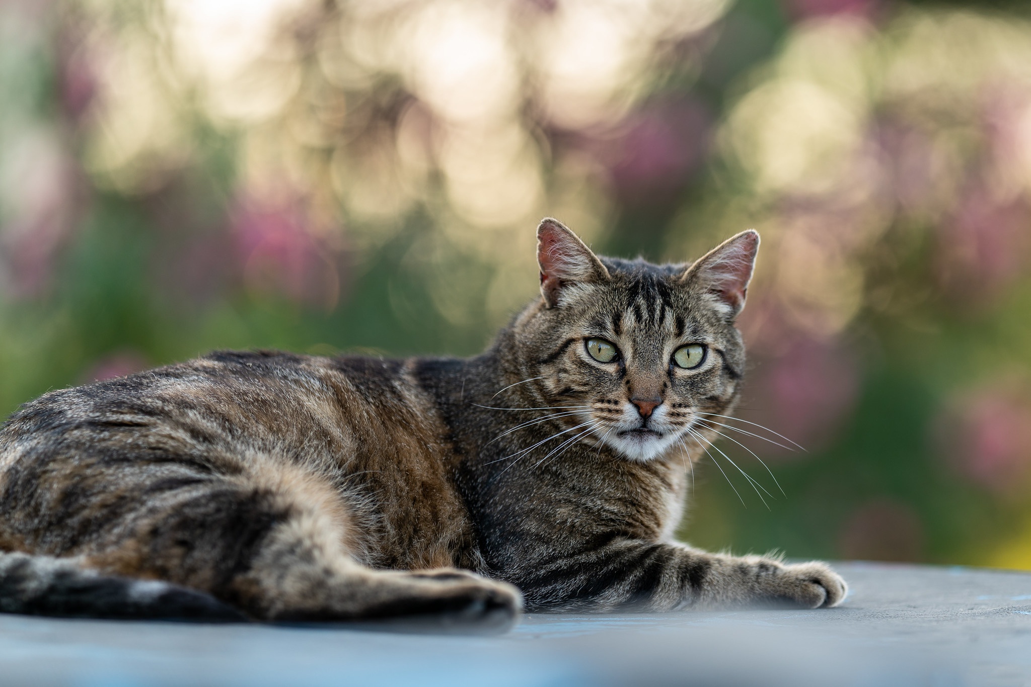 Laden Sie das Tiere, Katzen, Katze, Bokeh-Bild kostenlos auf Ihren PC-Desktop herunter