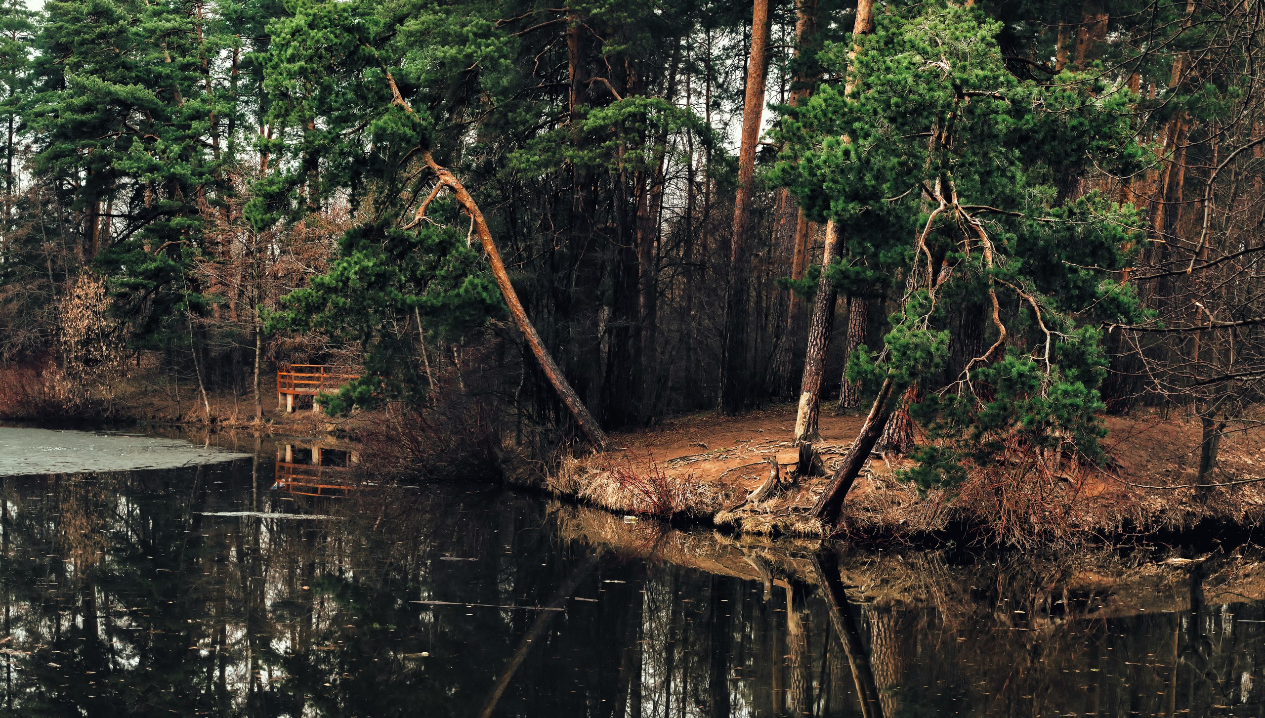 Téléchargez gratuitement l'image Forêt, Terre/nature sur le bureau de votre PC