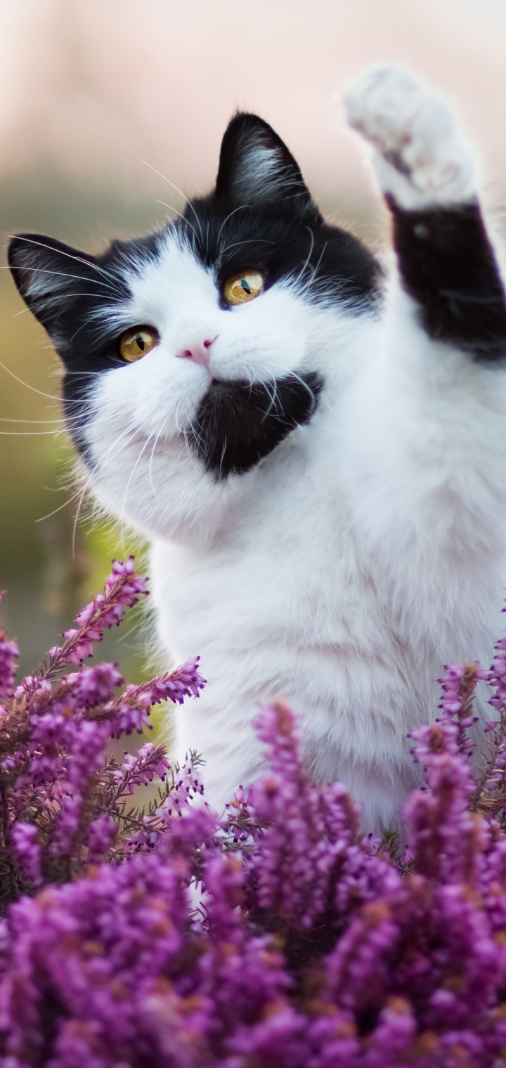 Download mobile wallpaper Cats, Cat, Animal for free.