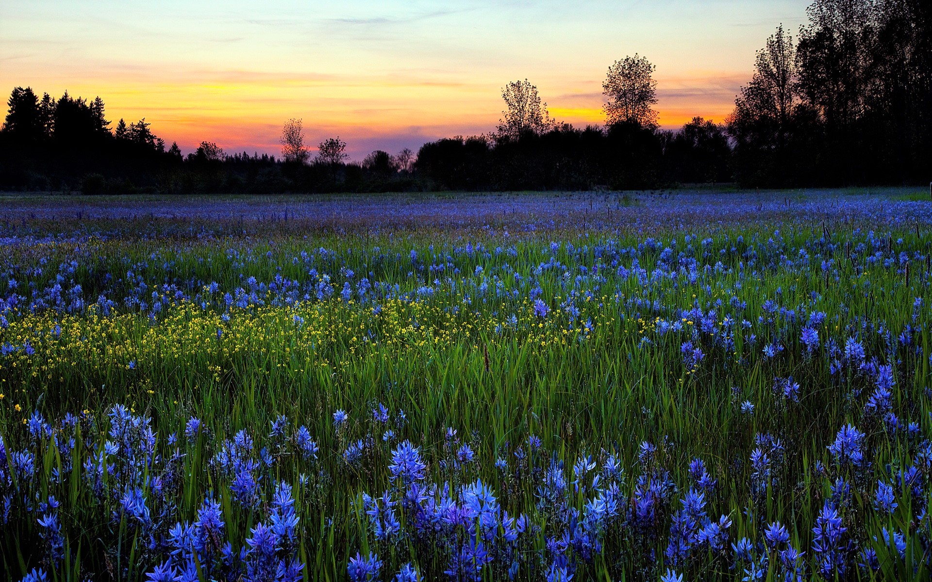 1504084 descargar imagen tierra/naturaleza, campo, flor, césped, primavera, puesta de sol: fondos de pantalla y protectores de pantalla gratis