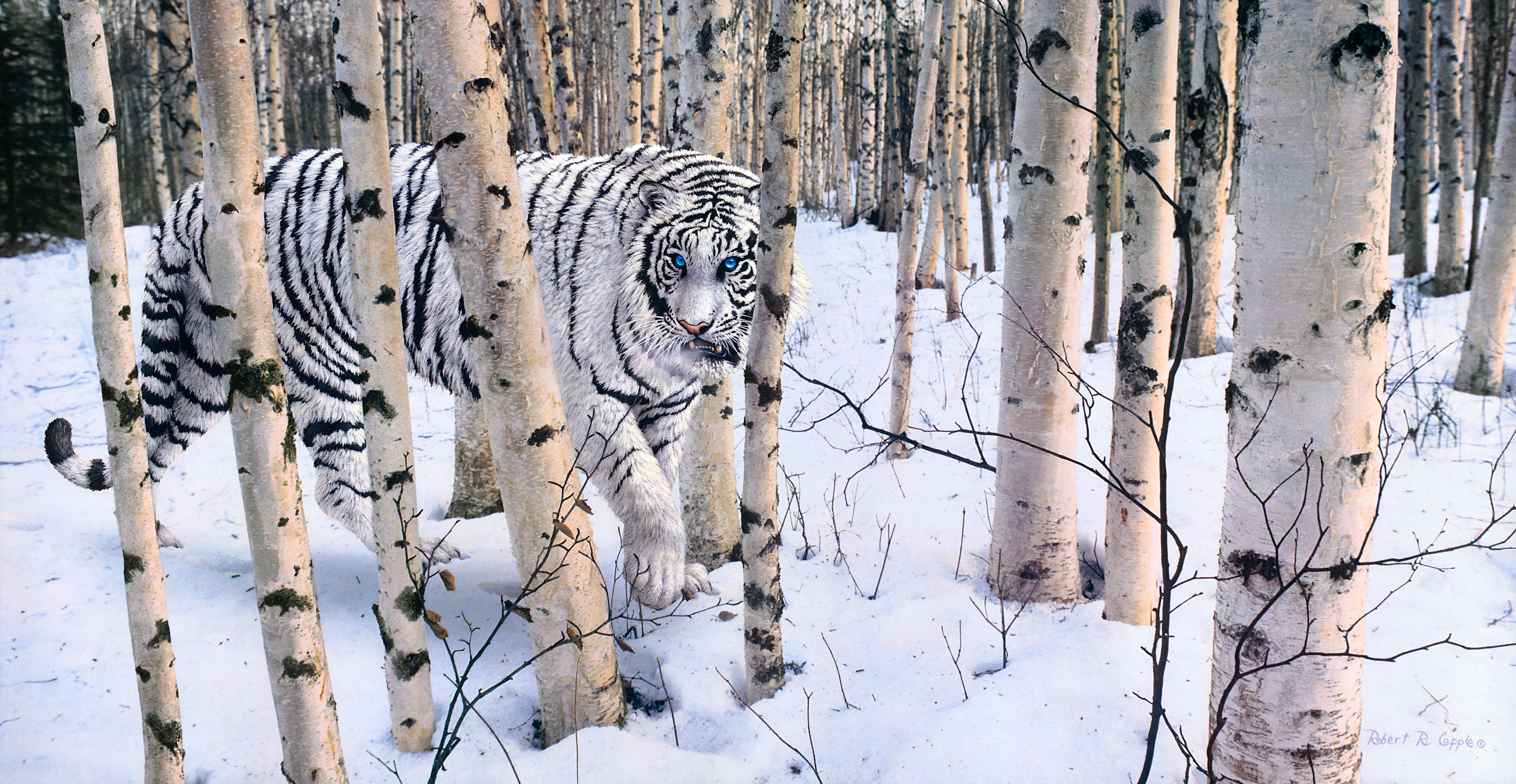 Скачать картинку Животные, Зима, Лес, Тигр, Белый Тигр, Кошки в телефон бесплатно.