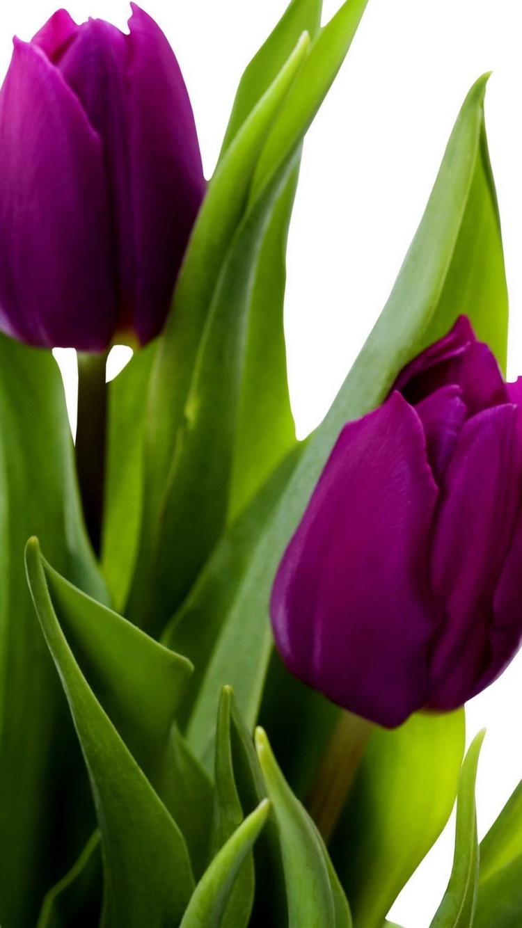 Download mobile wallpaper Flowers, Flower, Earth, Tulip, Purple Flower for free.