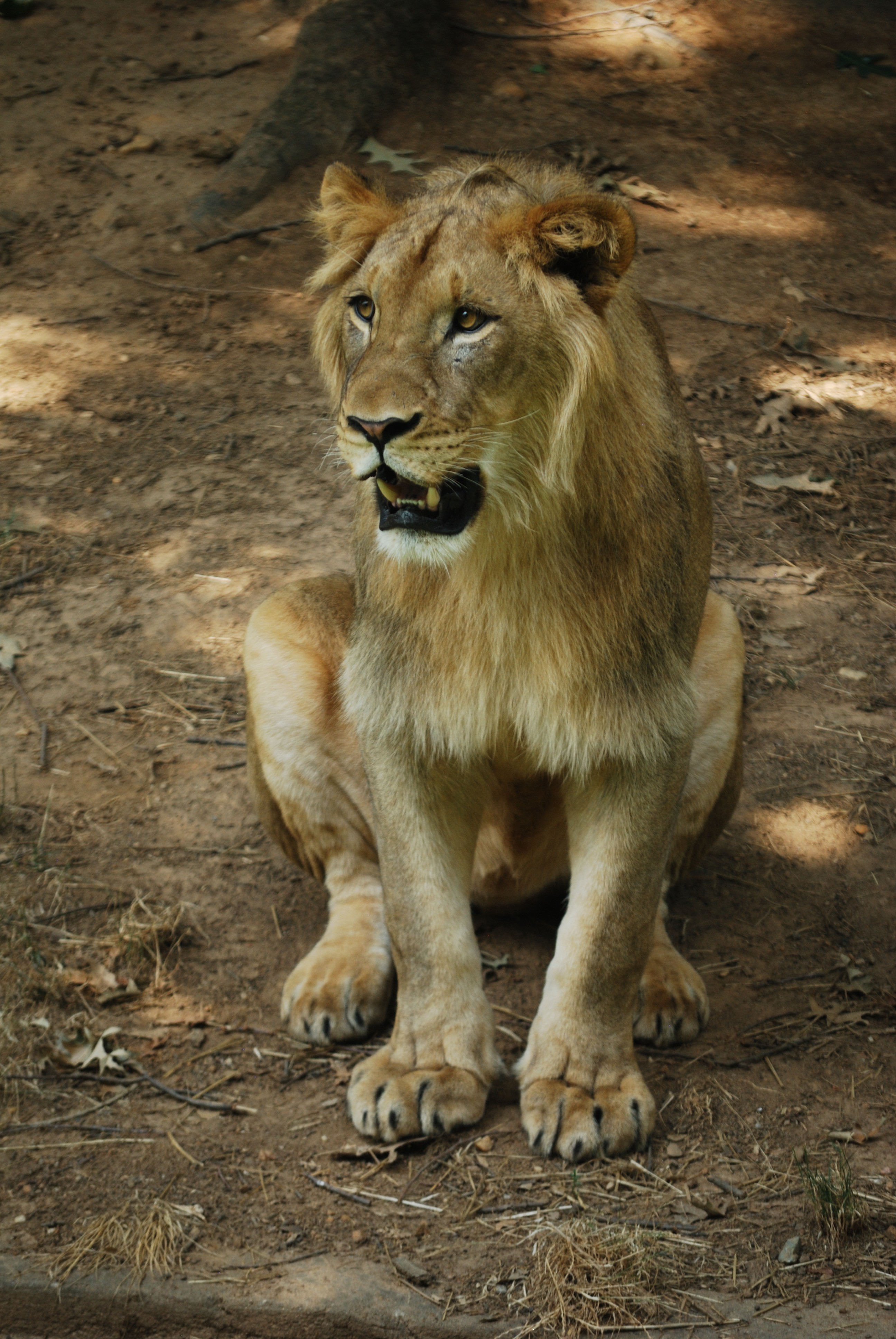 50598 скачать картинку животные, лев, хищник, клыки, грива - обои и заставки бесплатно
