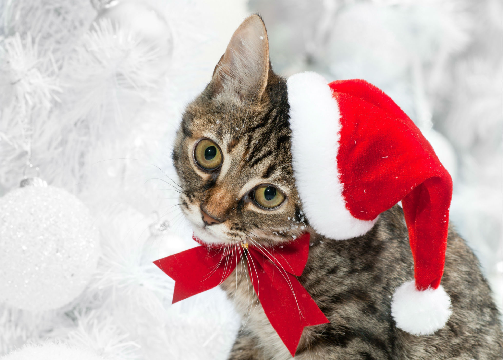 Laden Sie das Feiertage, Weihnachten, Katze, Süß, Fotografie, Weihnachtsmütze-Bild kostenlos auf Ihren PC-Desktop herunter