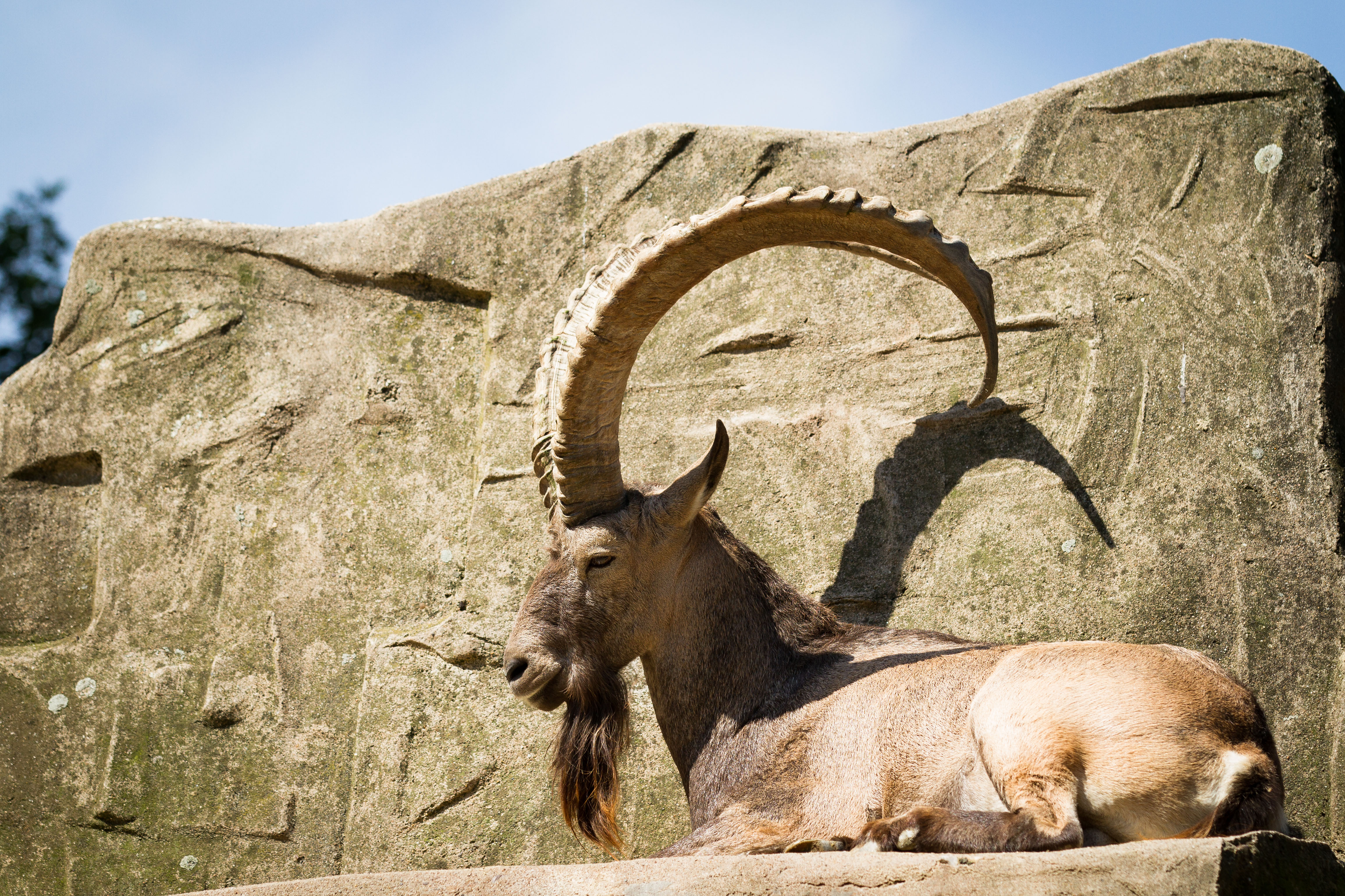 741594 baixar papel de parede animais, alpino ibex - protetores de tela e imagens gratuitamente