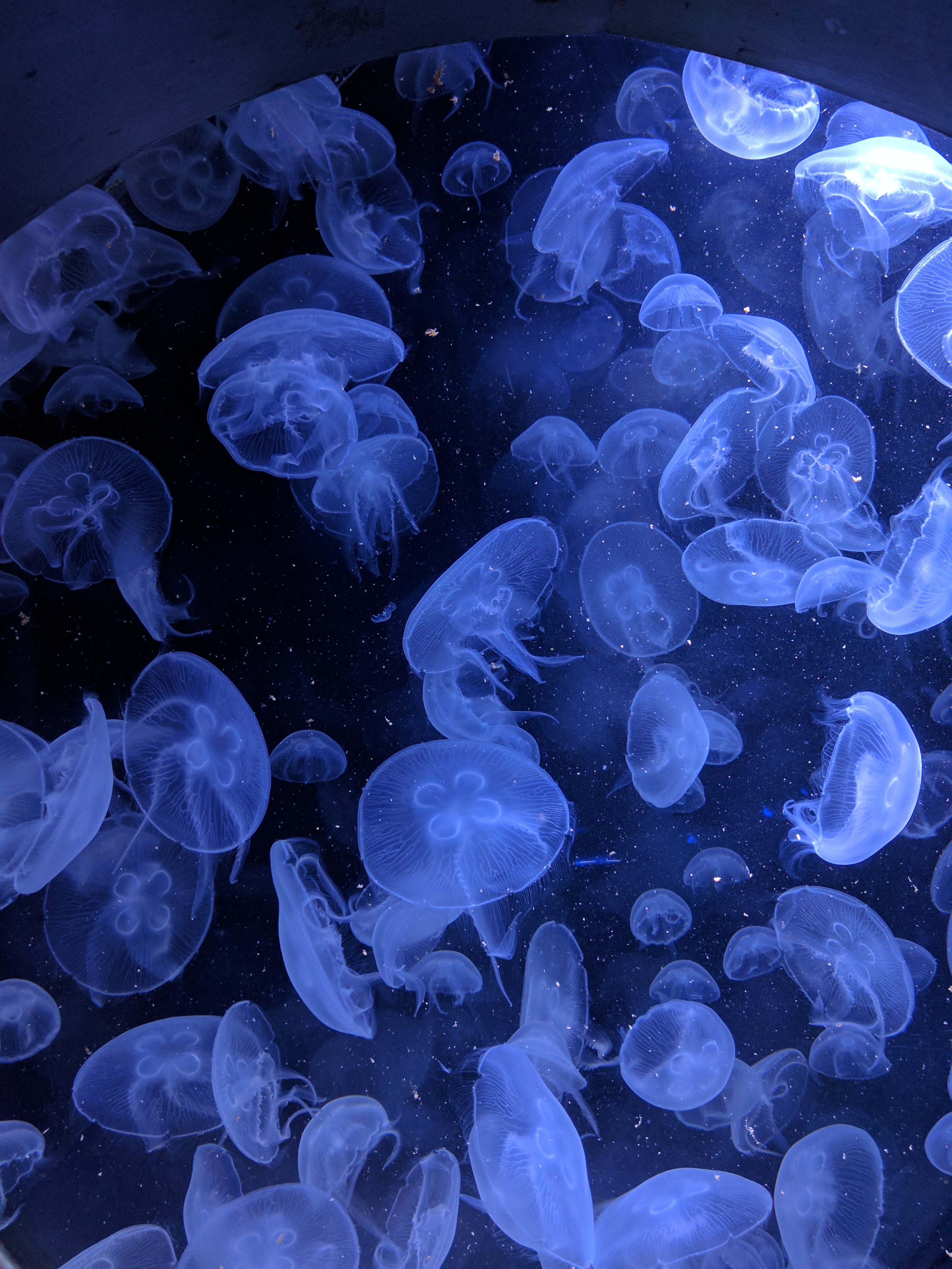 jellyfish, depth, animals, swimming, underwater world HD wallpaper