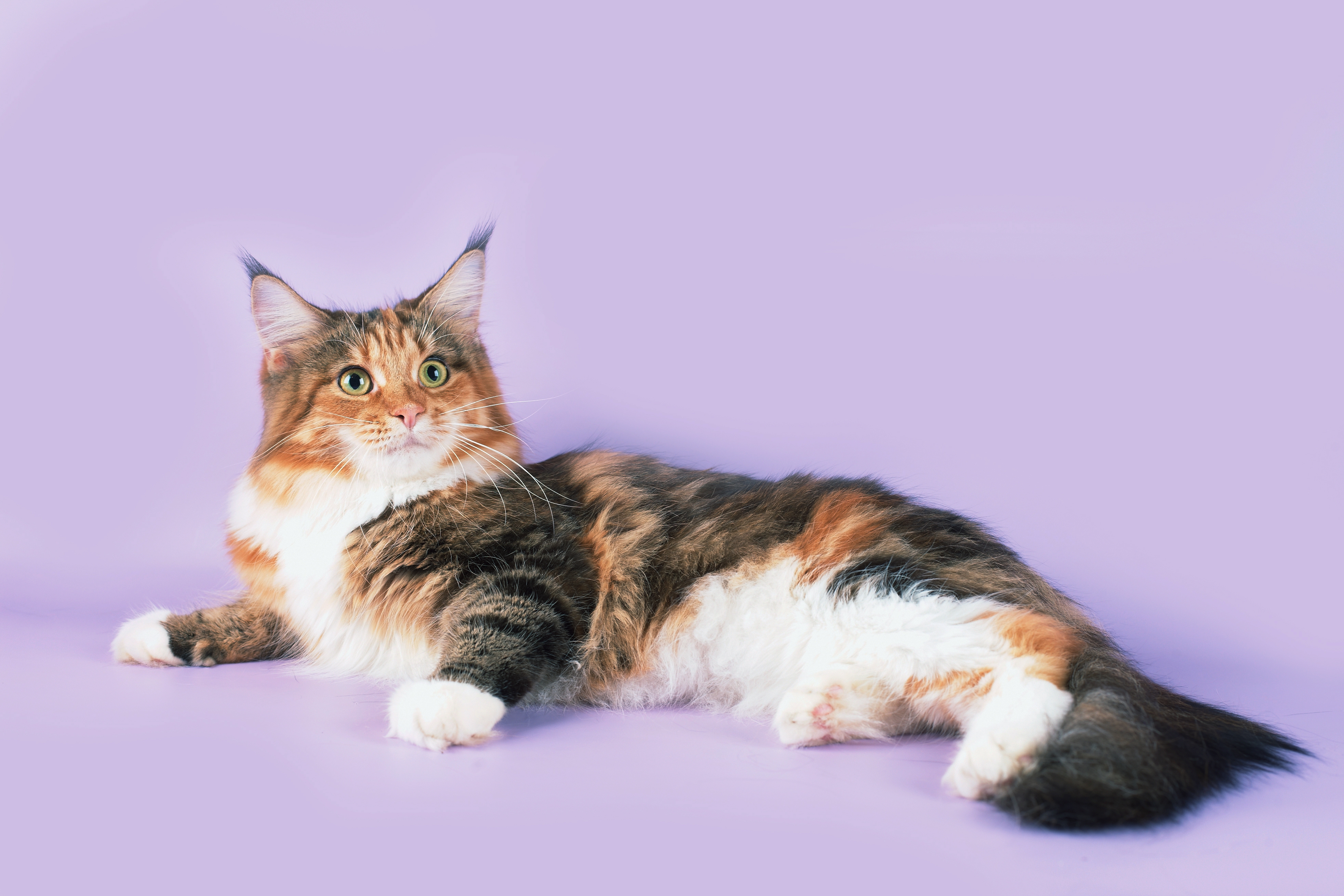 vertical wallpaper animals, cat, to lie down, lie, spotted, spotty, maine coon, maine