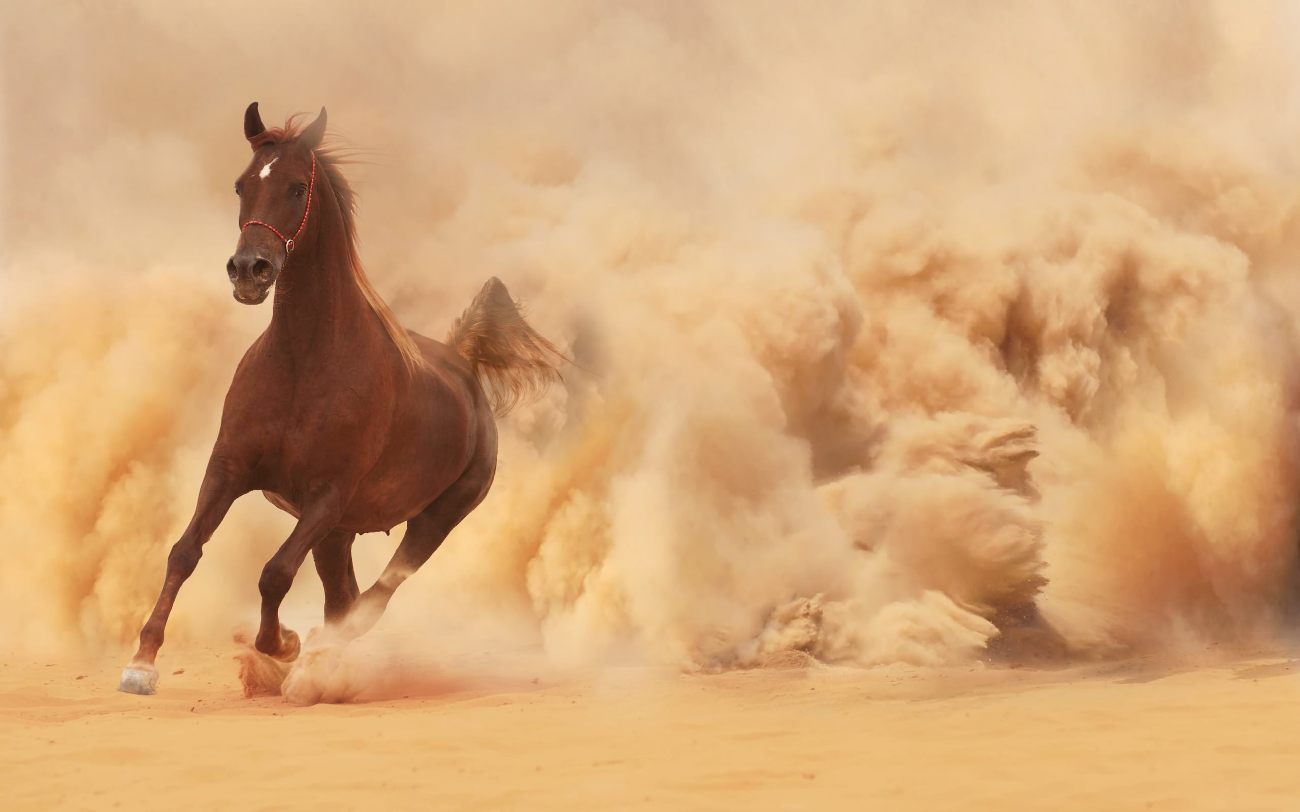 Free download wallpaper Animal, Horse on your PC desktop