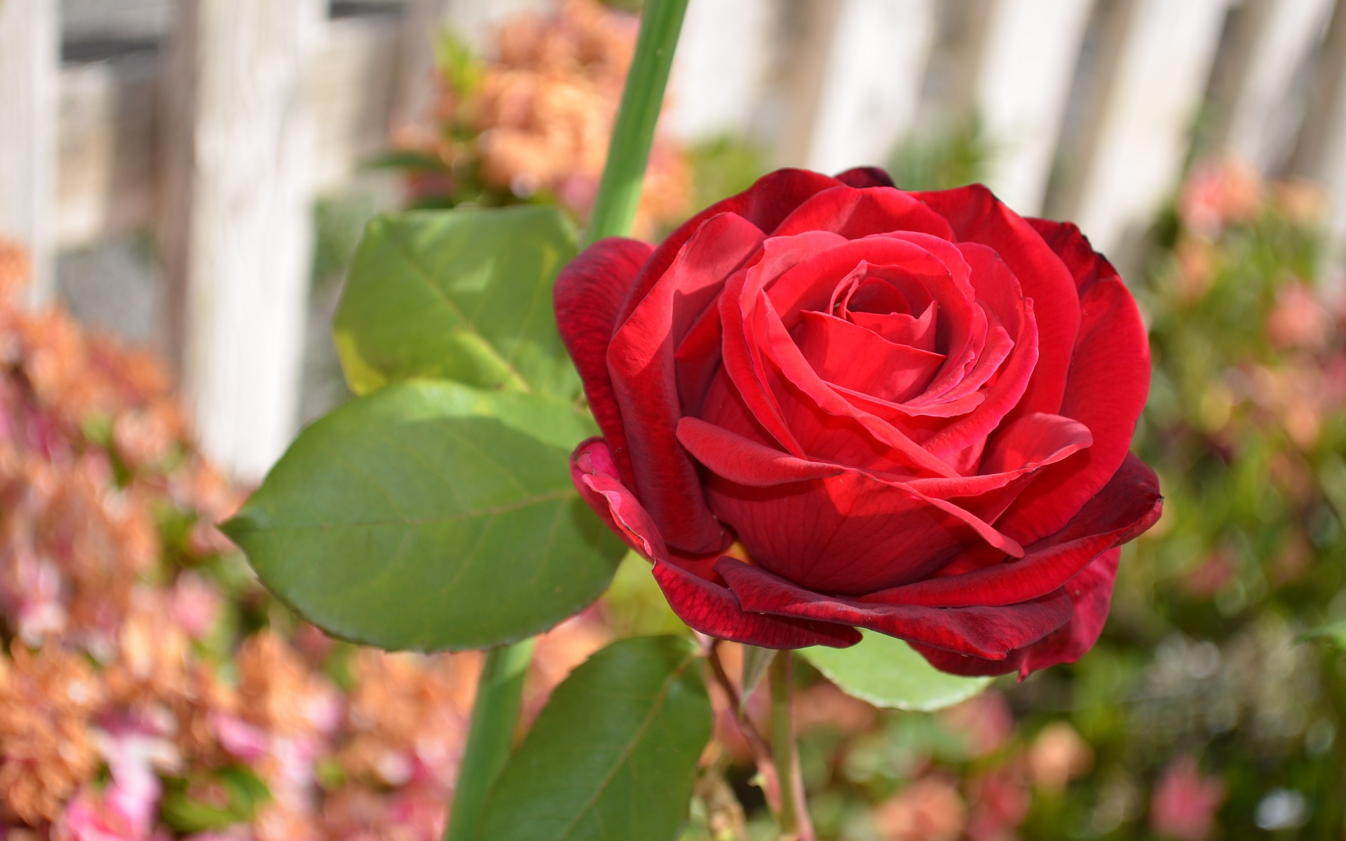 Descarga gratuita de fondo de pantalla para móvil de Naturaleza, Flores, Rosa, Flor, Rosa Roja, Tierra/naturaleza.