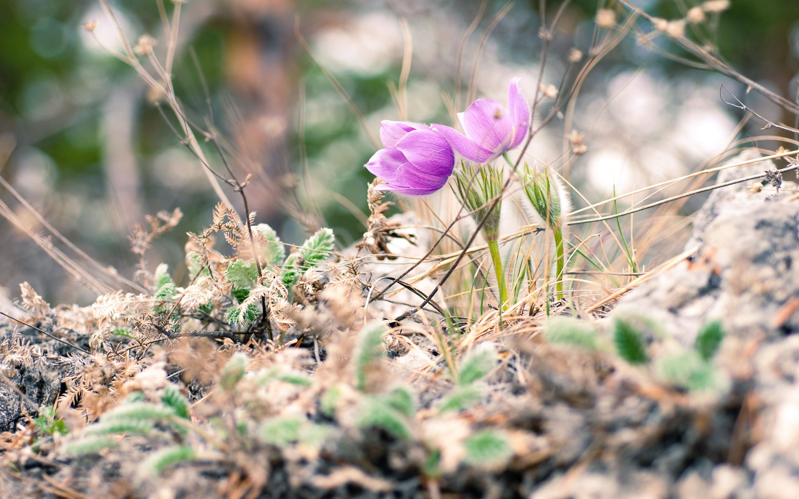 Handy-Wallpaper Blumen, Blume, Erde/natur kostenlos herunterladen.