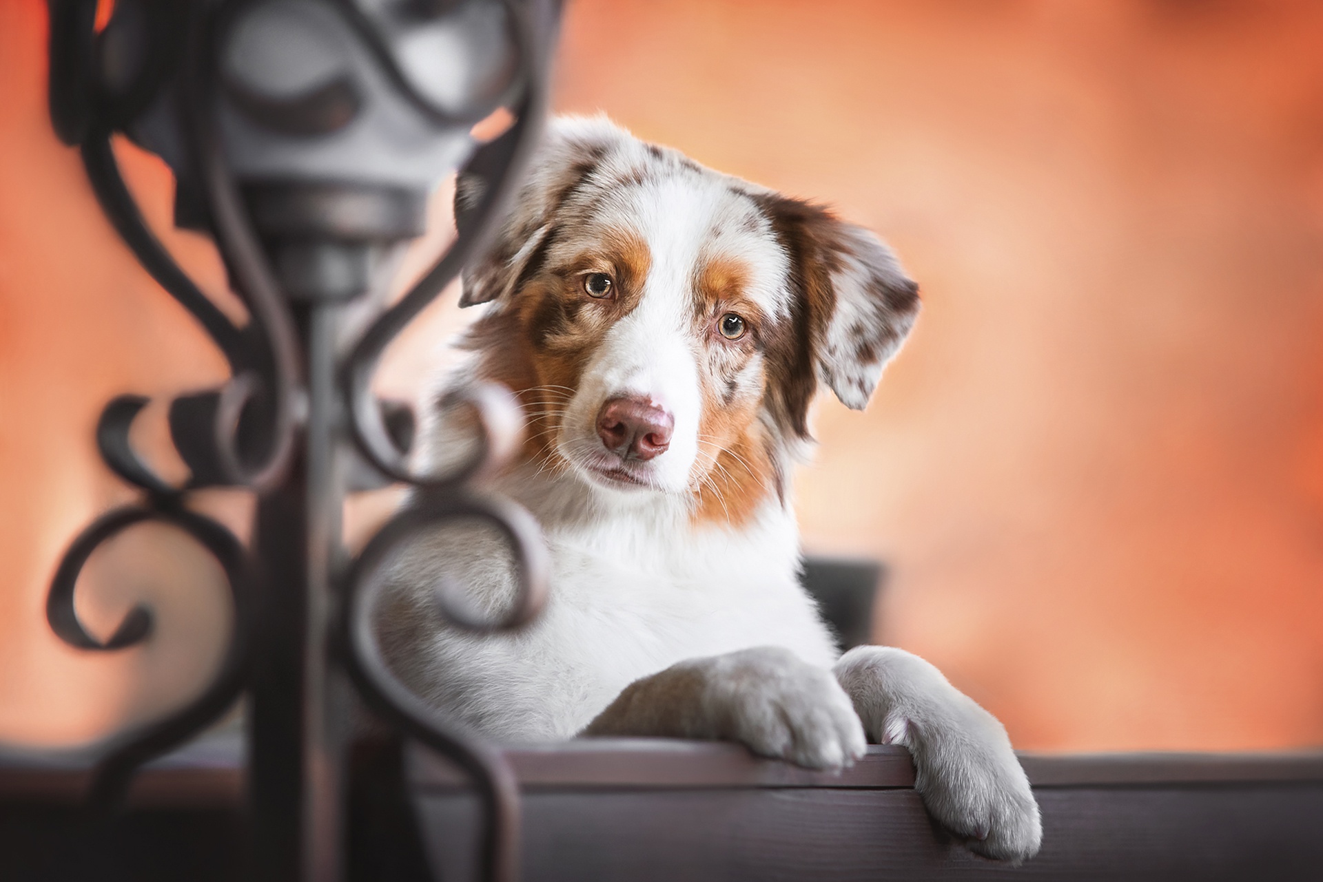 Free download wallpaper Dogs, Animal, Puppy, Australian Shepherd, Baby Animal on your PC desktop