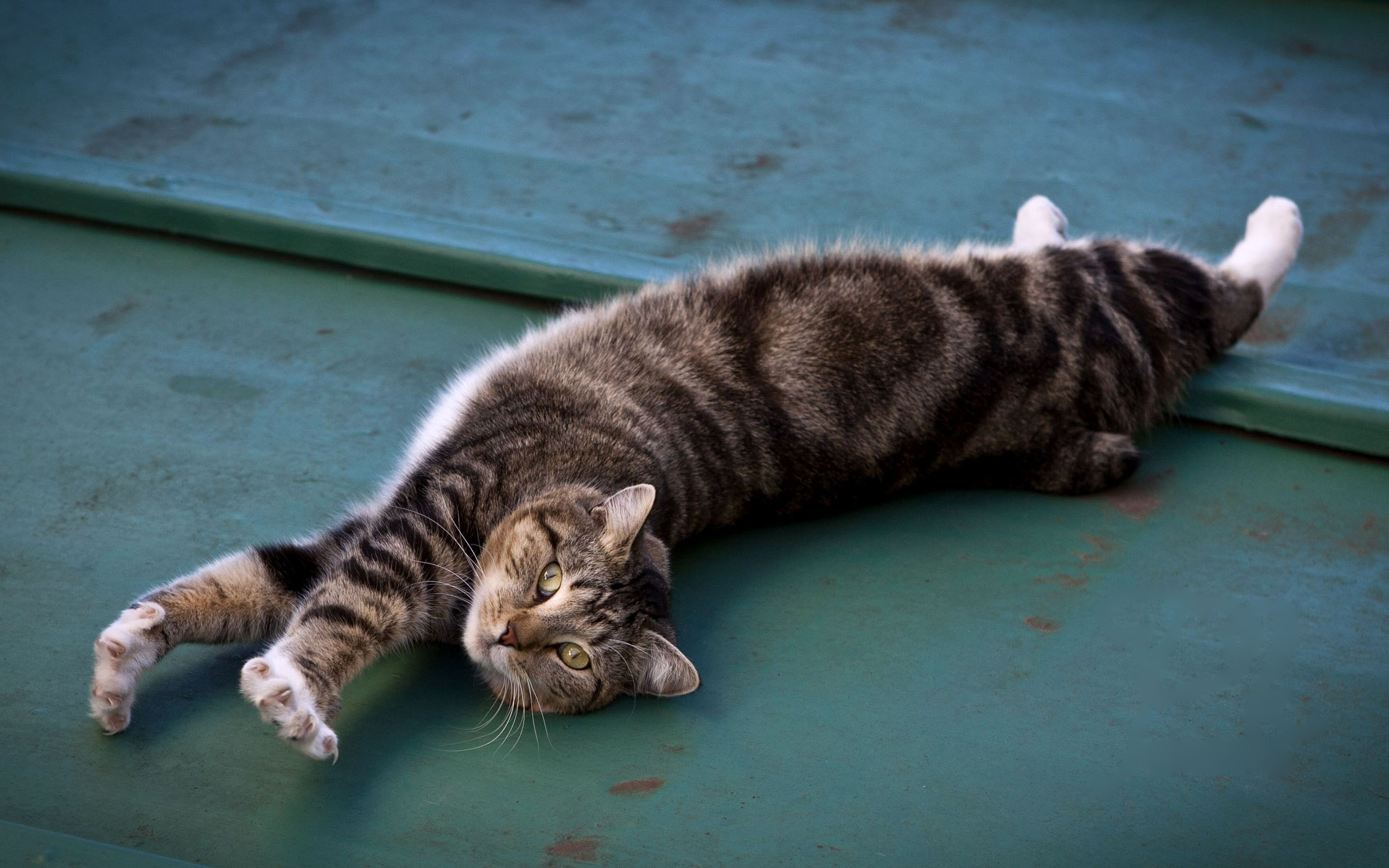 Descarga gratuita de fondo de pantalla para móvil de Gato, Gatos, Animales.