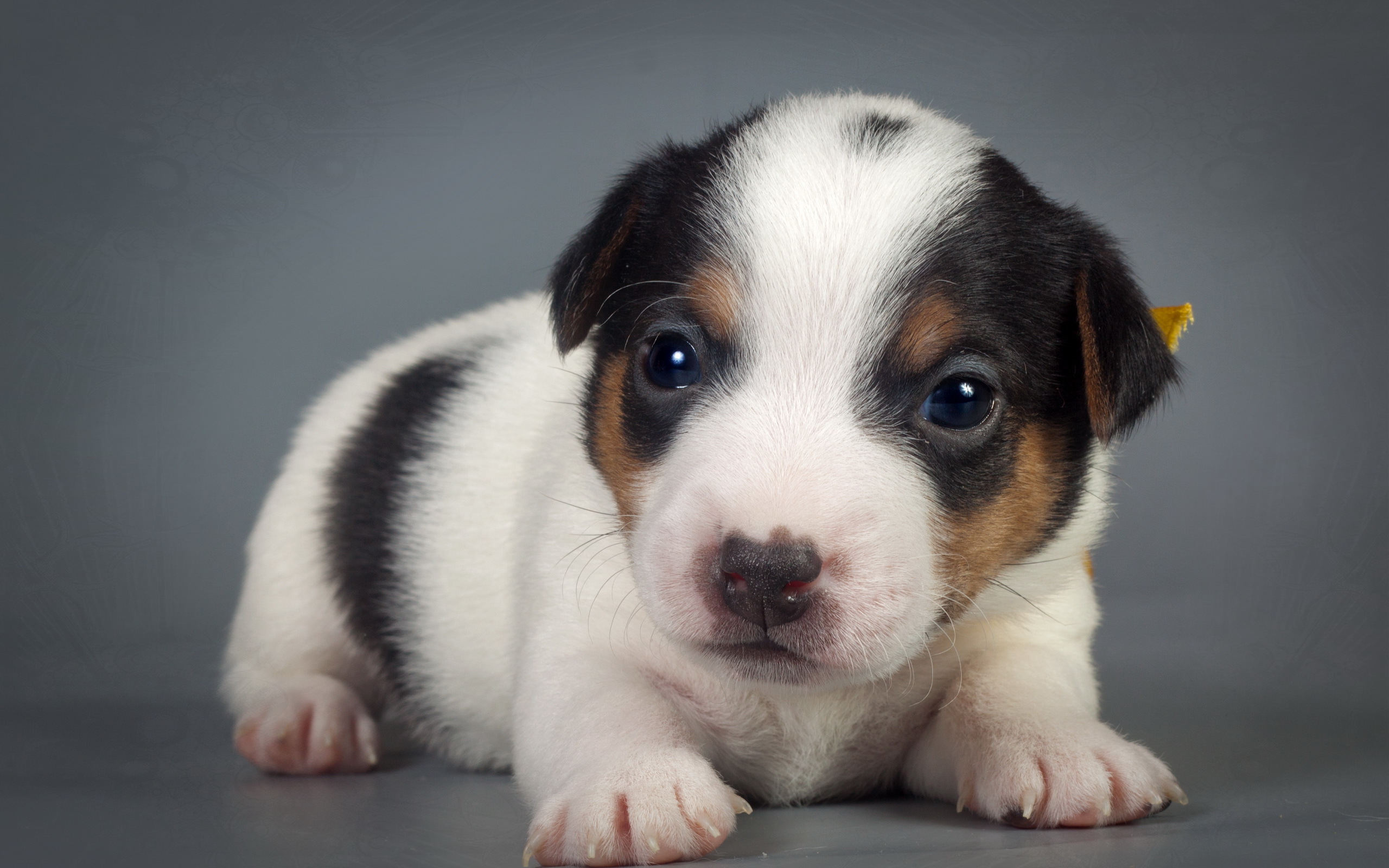 Download mobile wallpaper Puppy, Dogs, Dog, Animal for free.