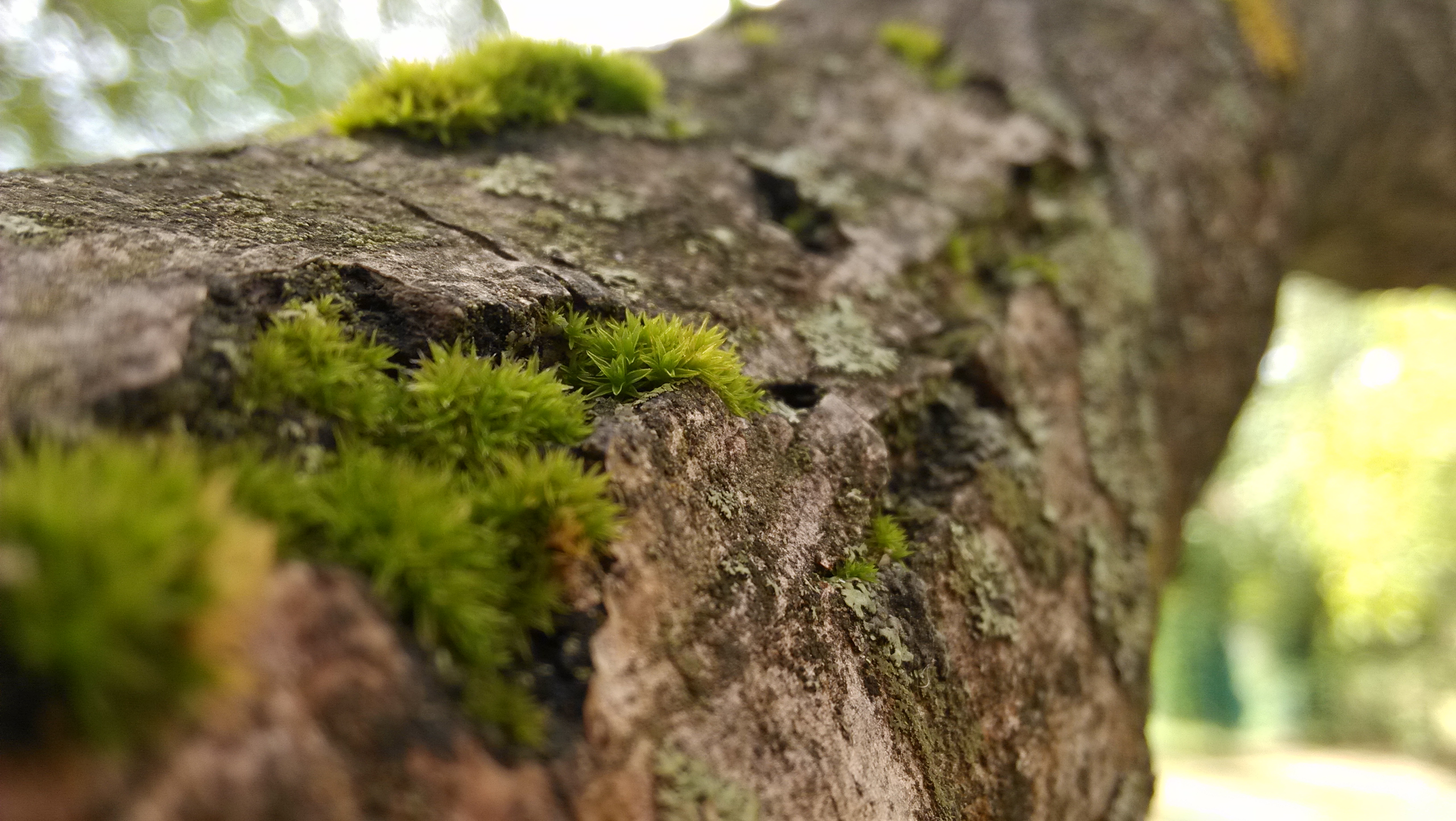 Download mobile wallpaper Earth, Moss for free.