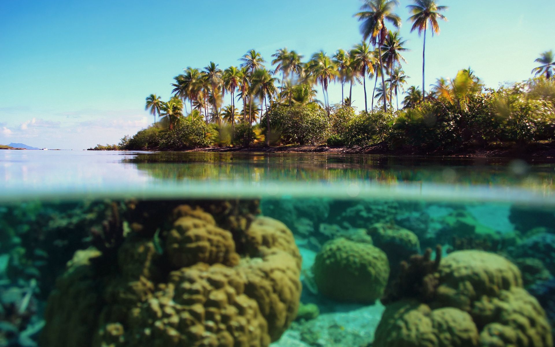 coral, nature, palms, island, reefs, under water, underwater, azure Smartphone Background