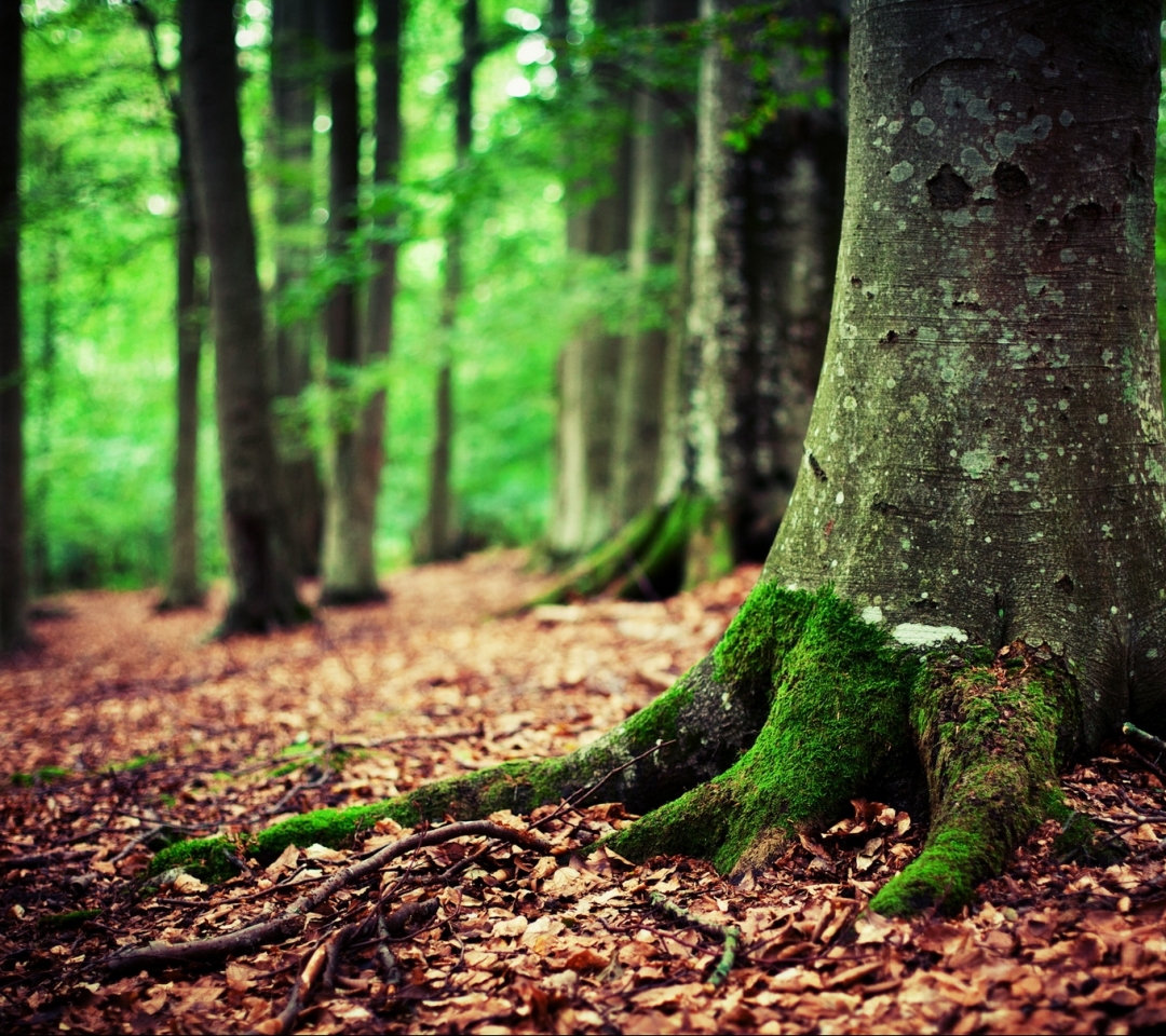 Descarga gratuita de fondo de pantalla para móvil de Árboles, Árbol, Tierra/naturaleza.