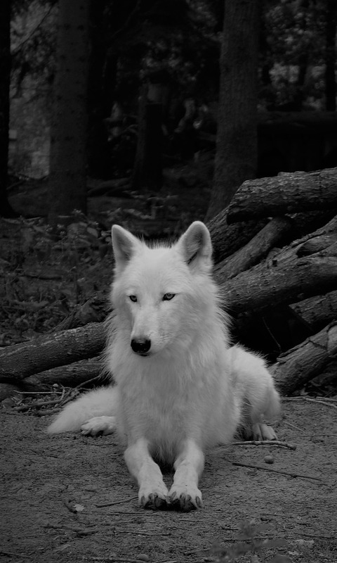 Download mobile wallpaper Wolf, Animal, White Wolf, Wolves for free.