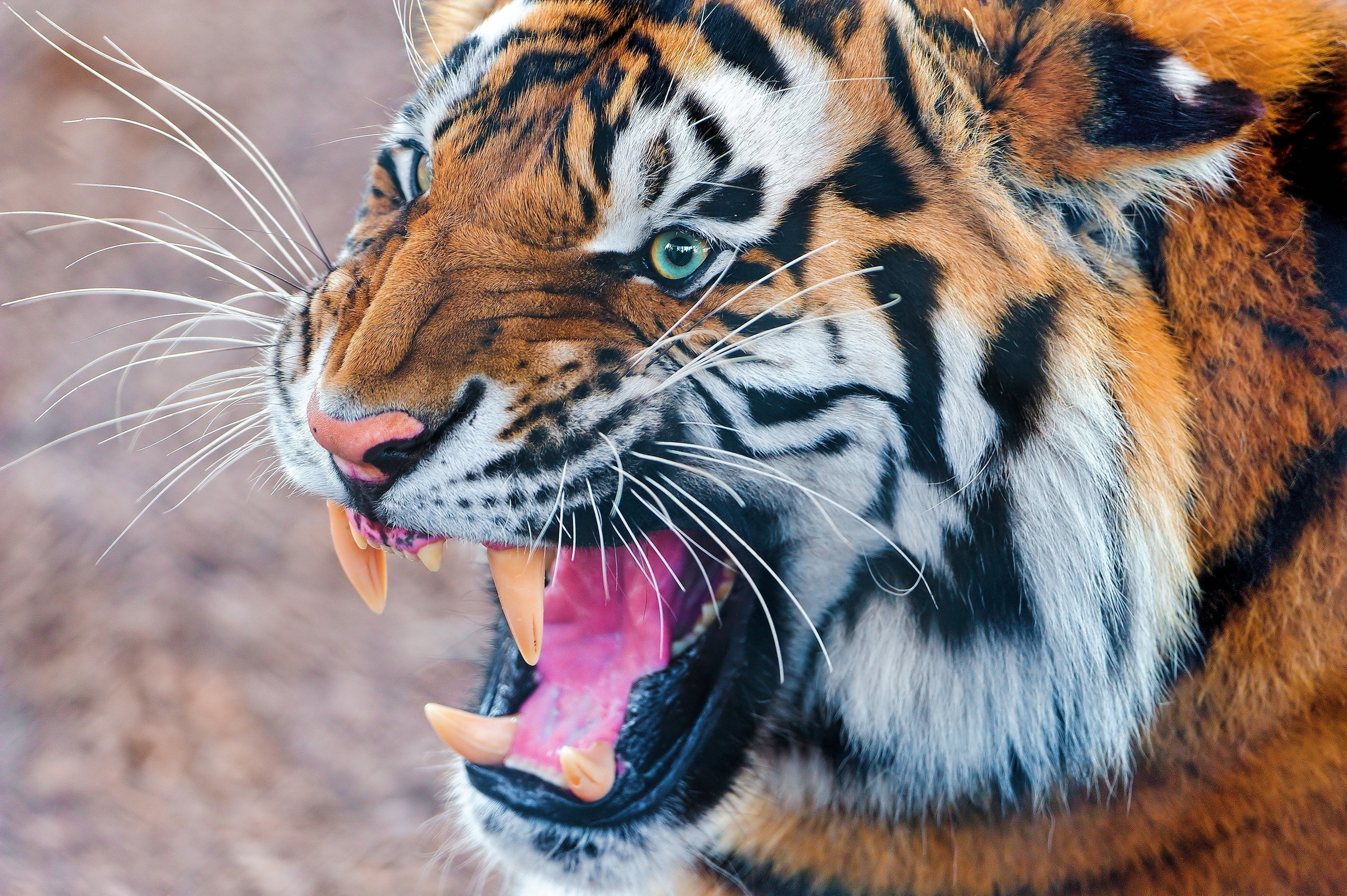 124731 descargar imagen animales, agresión, bozal, depredador, tigre: fondos de pantalla y protectores de pantalla gratis