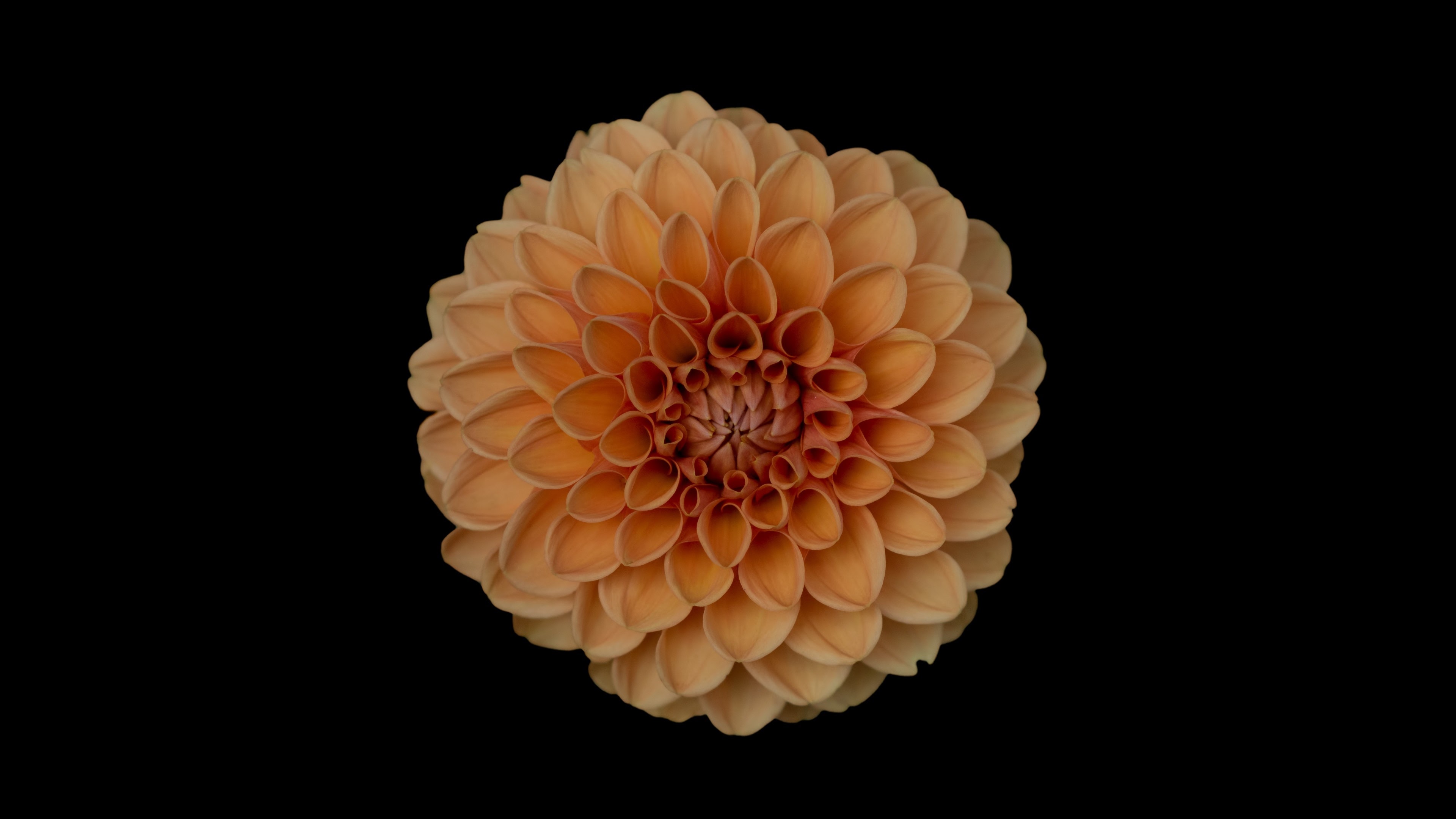 Descarga gratis la imagen Flores, Flor, Dalia, Tierra/naturaleza, Flor Naranja en el escritorio de tu PC