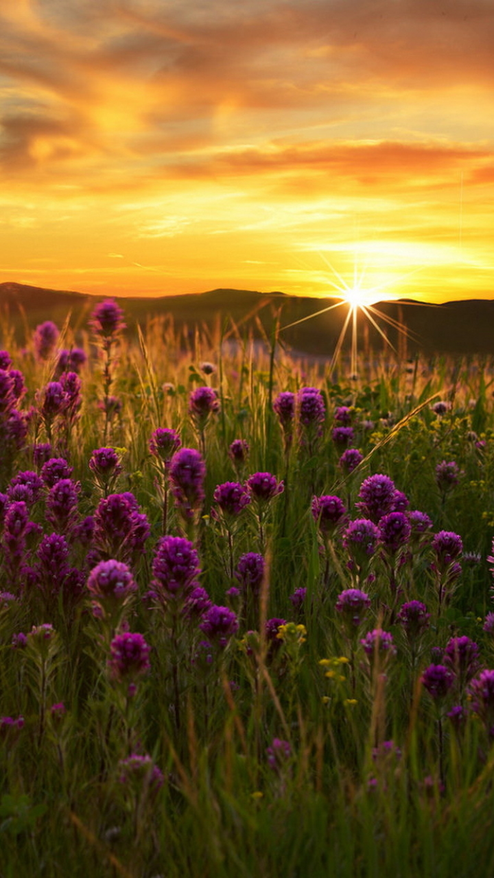 Download mobile wallpaper Flowers, Sun, Flower, Sunrise, Earth, Field, Purple Flower for free.