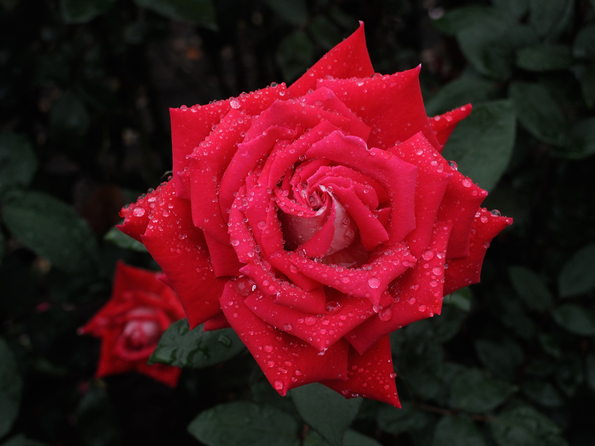 Descarga gratuita de fondo de pantalla para móvil de Flores, Rosa, Flor, Tierra/naturaleza, Gota De Agua, Macrofotografía.