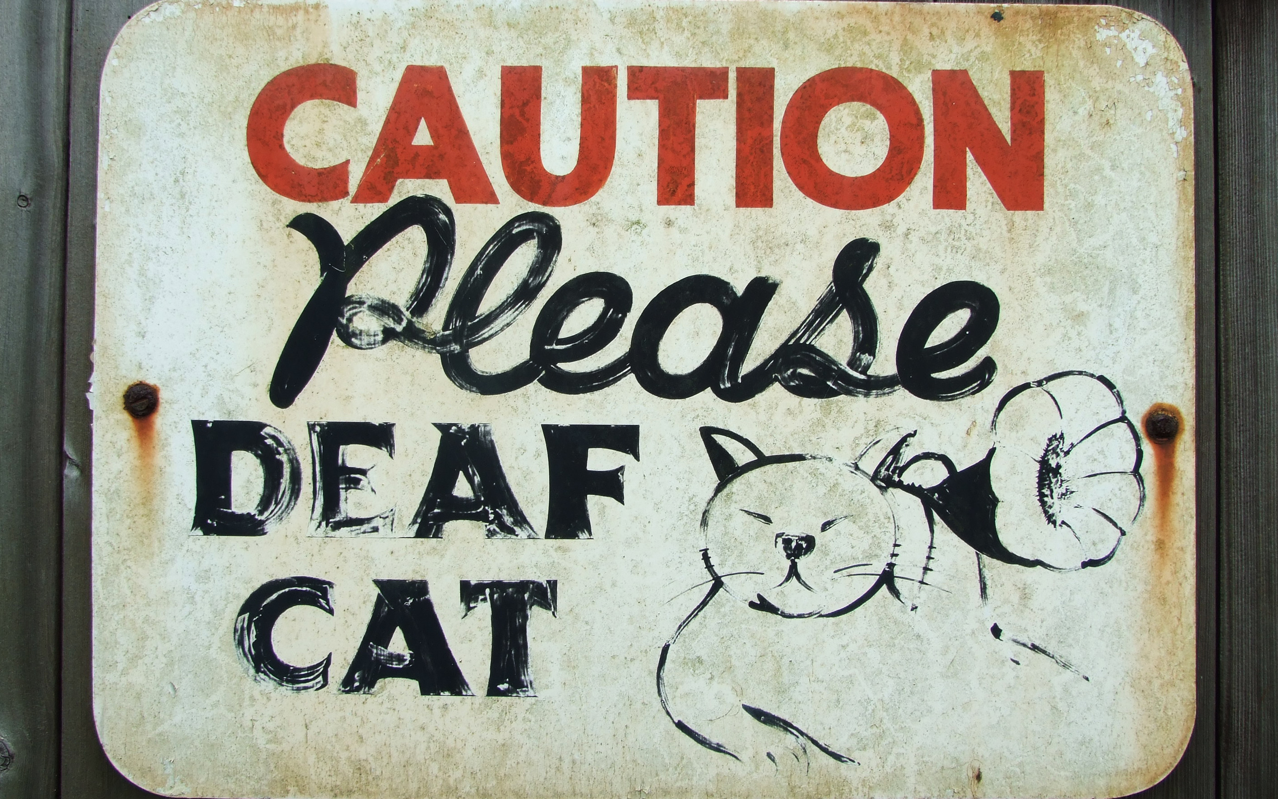 Laden Sie das Humor, Katzen, Katze, Scheitern-Bild kostenlos auf Ihren PC-Desktop herunter