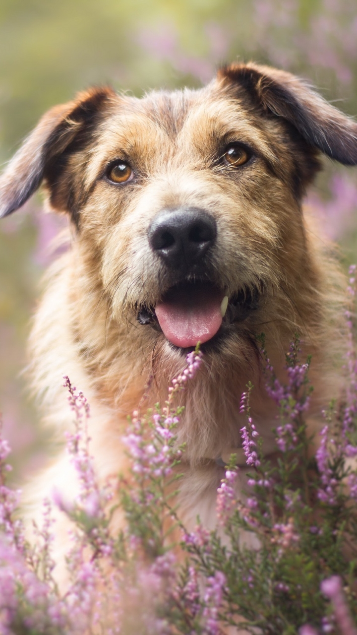 Handy-Wallpaper Tiere, Hunde, Hund, Lila Blume kostenlos herunterladen.