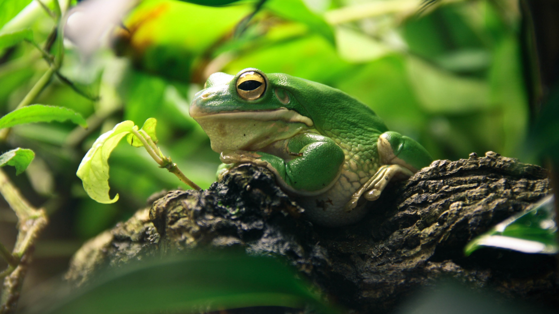 animal, white lipped tree frog, tree frog, frogs